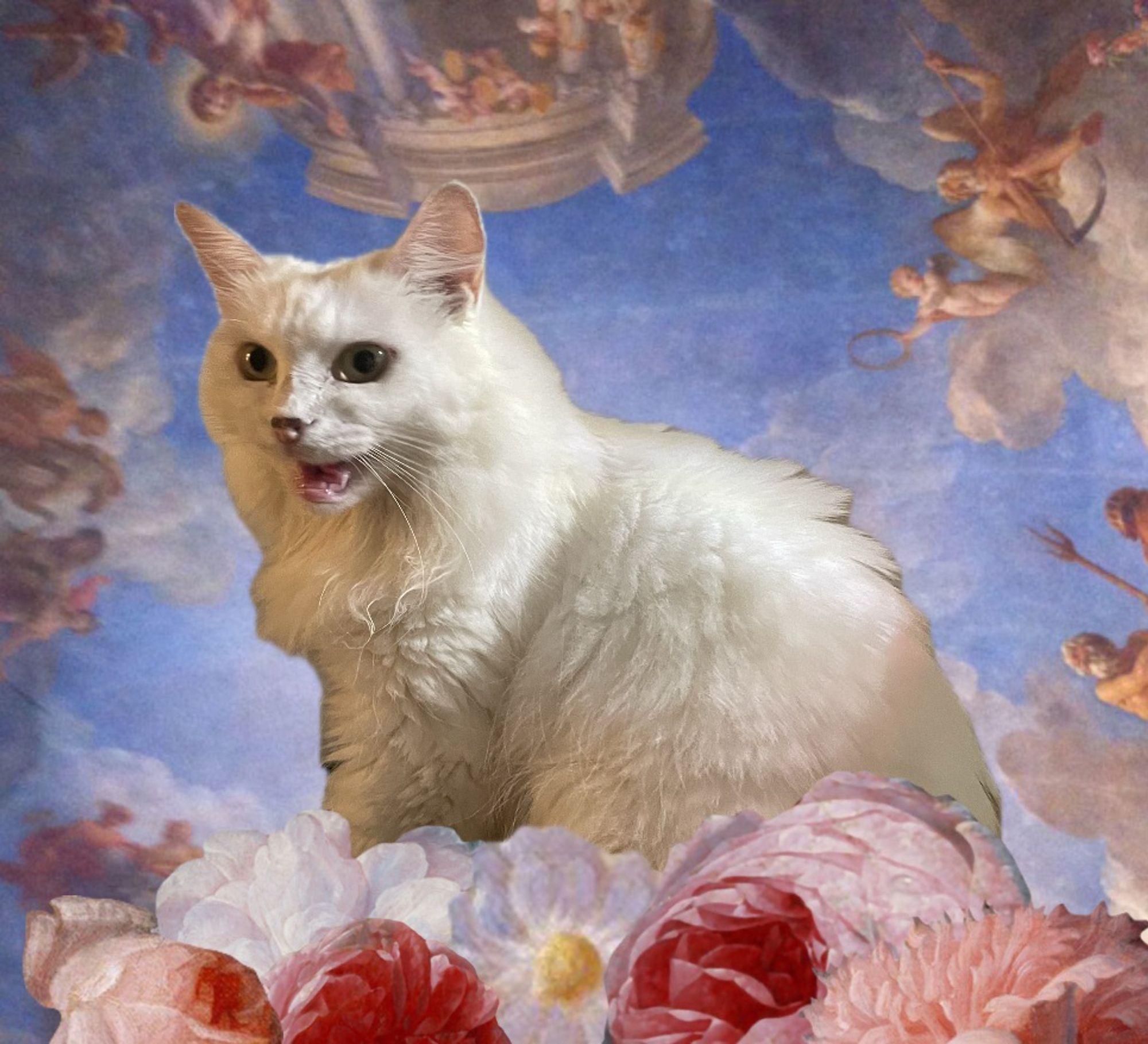 Photo of my fluffy white cat Francie meowing plaintively. I’ve replaced the background with a heavenly cathedral ceiling mural and made it look like she’s on a cloud of pink flowers.