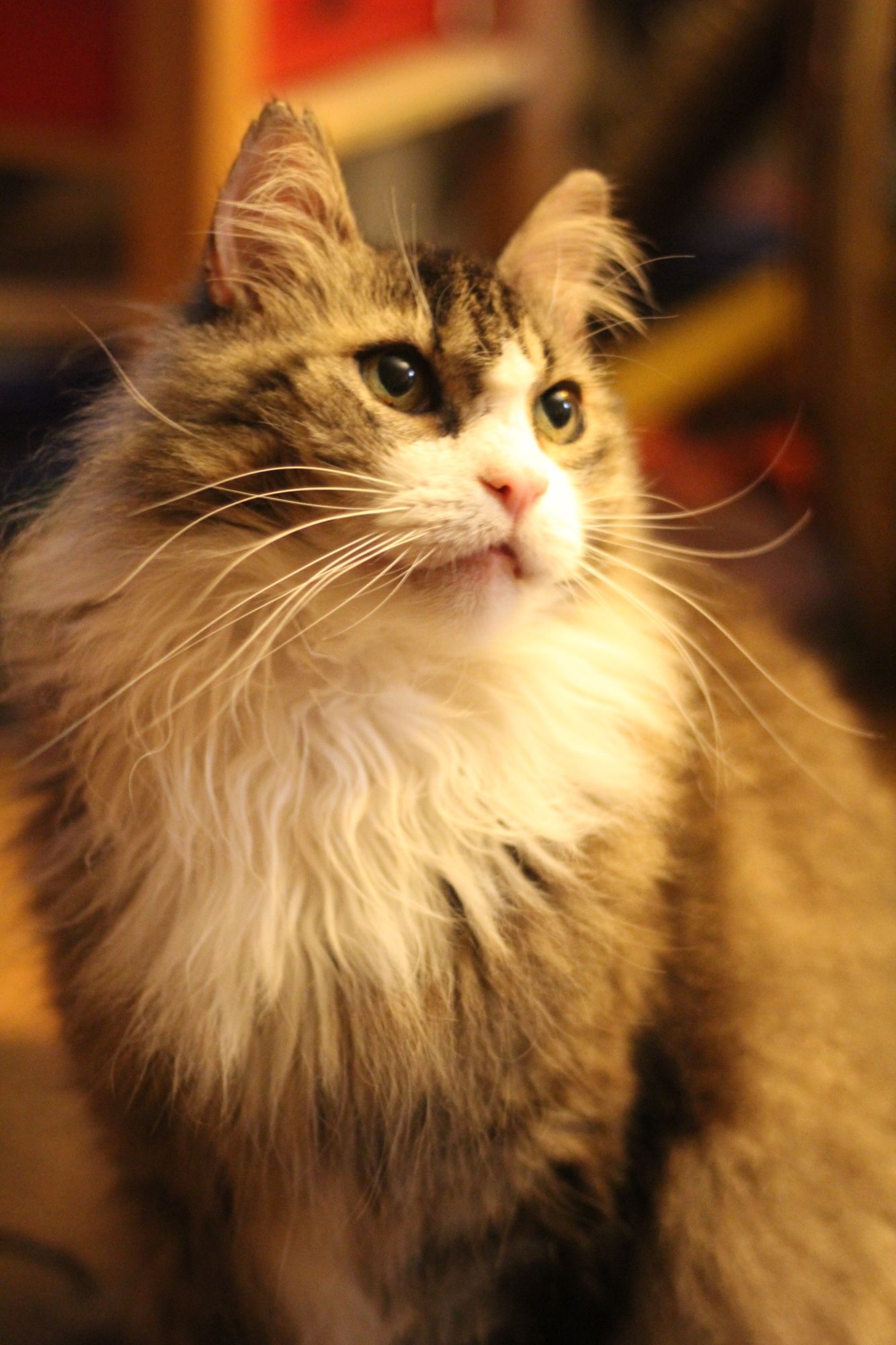 Photo of my handsome medium haired brown tuxedo tabby Fergus. He is sitting up indoors and looking angelic in warm golden light.