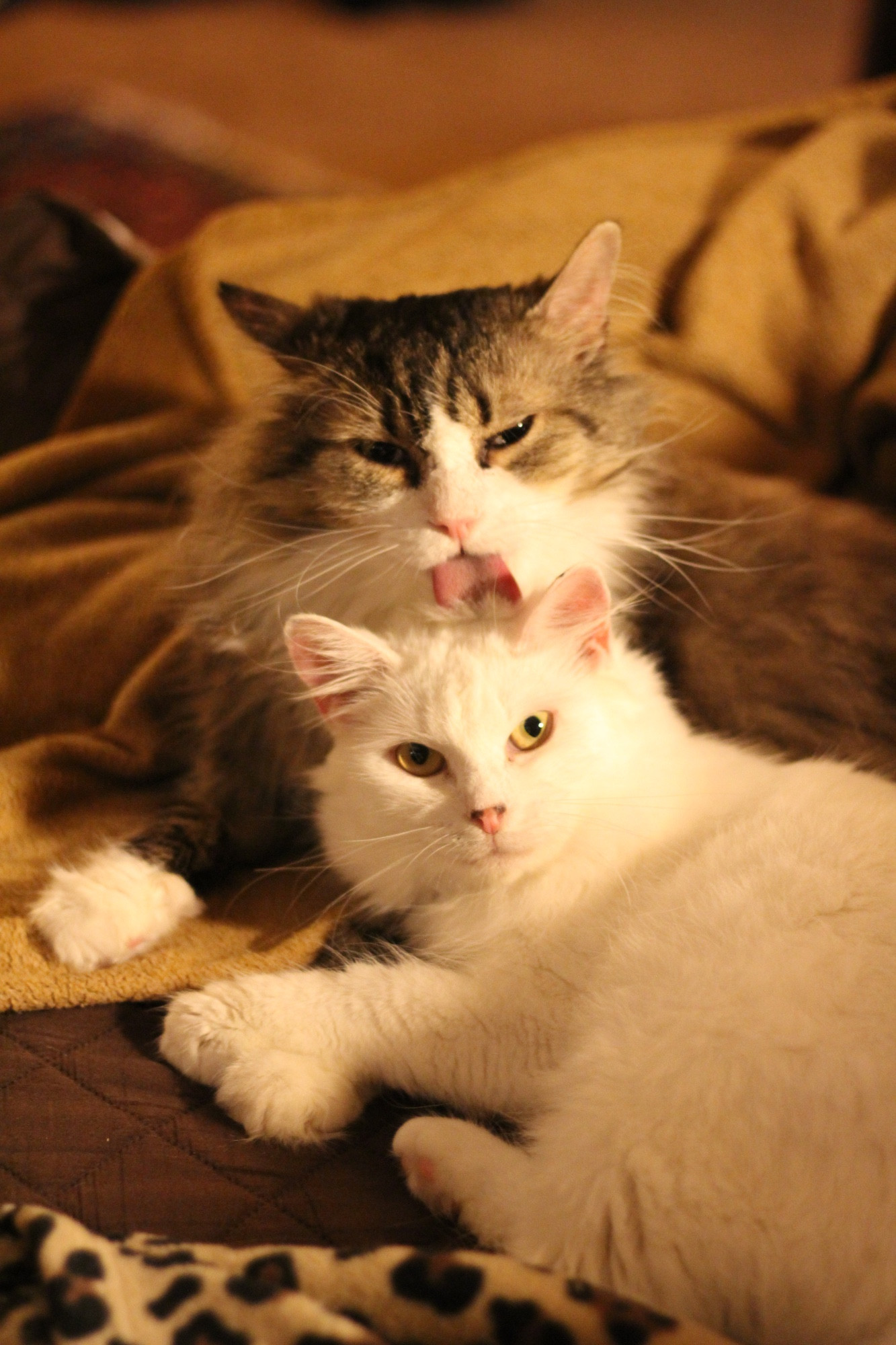 Warm tones photo of my cats on a brown couch. Fergus, a large brown tuxedo tabby, is licking the back of Francie's head while hey both face the camera. Francie is a petite fluffy white cat.