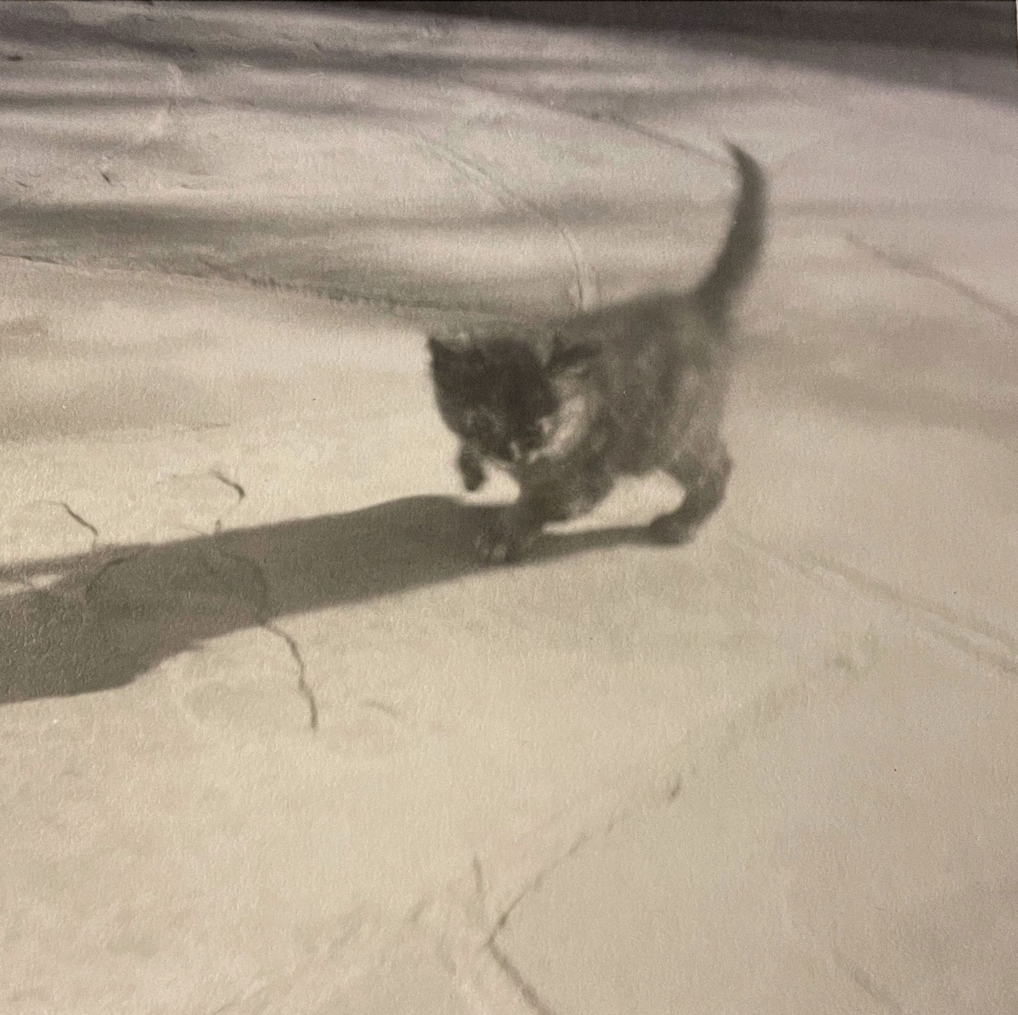 Black and white photo of a very young and plump shorthaired tortoiseshell cat walking on a stone patio in the sun.