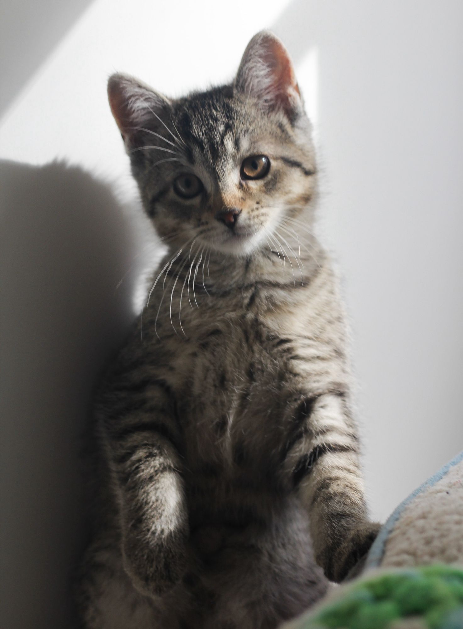 Photo of a tiny shorthaired brown tabby kitten sitting up on its haunches, looking thoughtfully at the camera and illuminated by soft afternoon light coming from out of frame on the right.