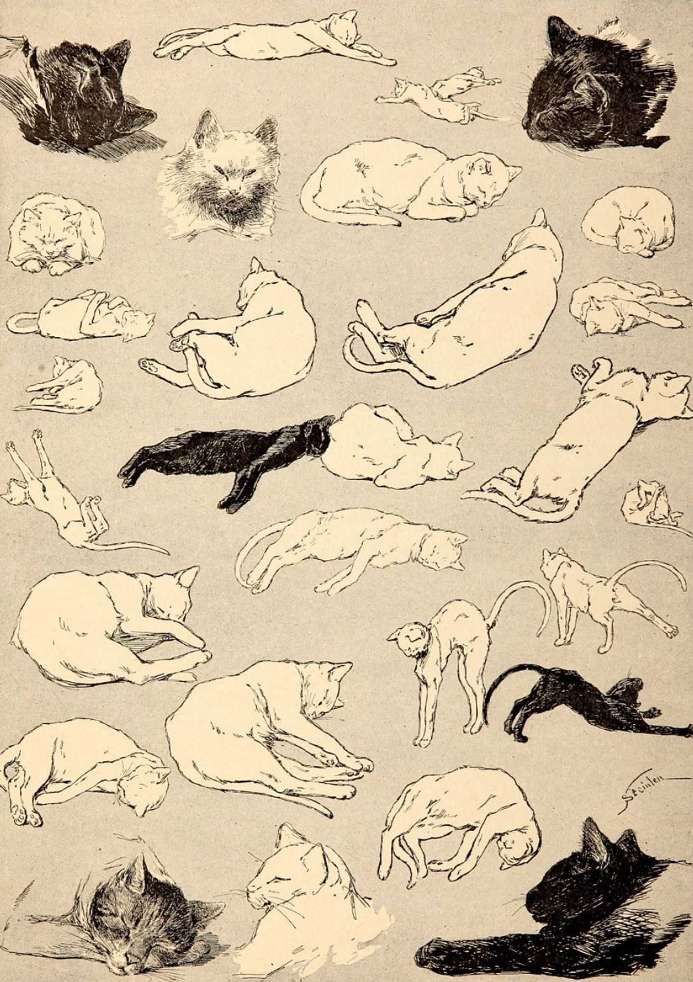 A page full of elegant line drawings of cats on grayish off white paper. The cats are white or black and displaying various poses relating to peacefully sleeping or stretching. They are drawn indecent of each other and distributed evenly across the page, not bound in a scene.