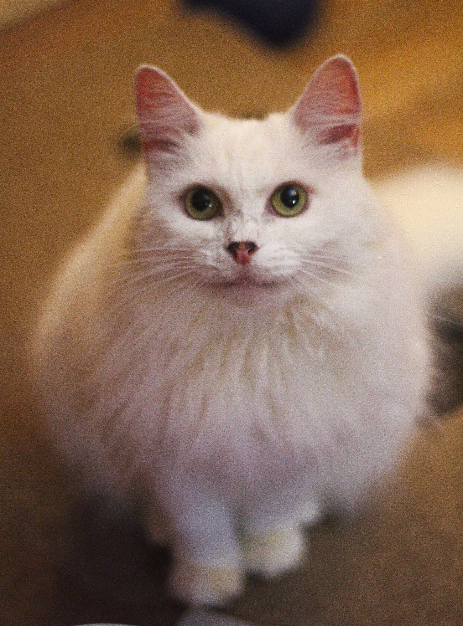 Photo of my fluffy white cat Francie as she looks up at the camera with an angelic expression.