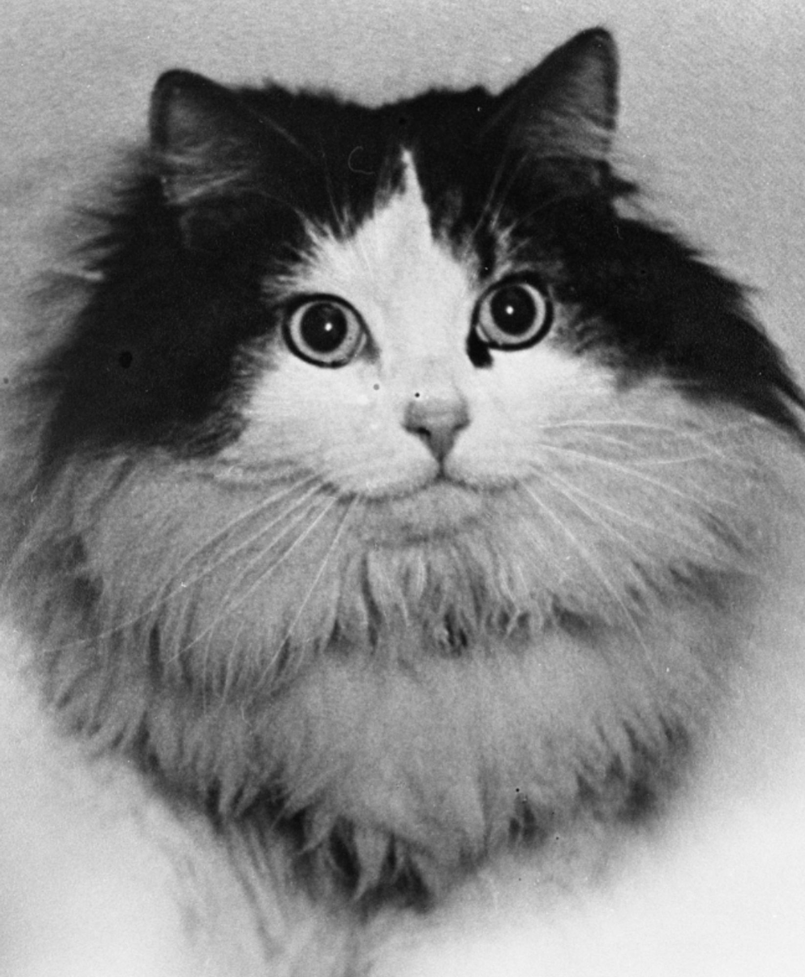 Black and white photo close up portrait of a longhaired white cat with black fur surrounding its head and ears like a wig.