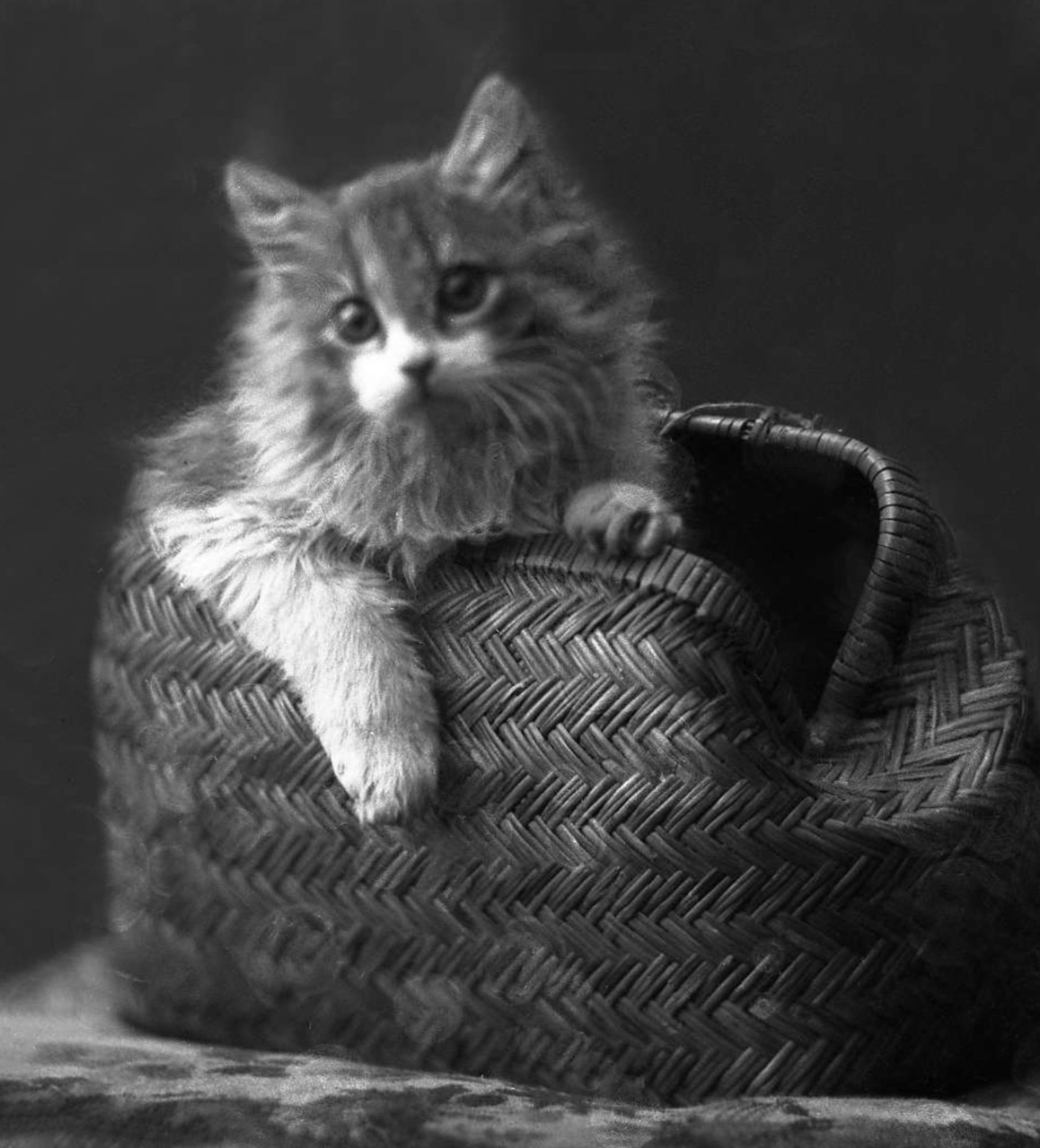 Black and white studio portrait of a puffy white and tabby kitten hanging out of a woven grass handbag. It has an adorably, wide eyed, slightly worried expression on its face.