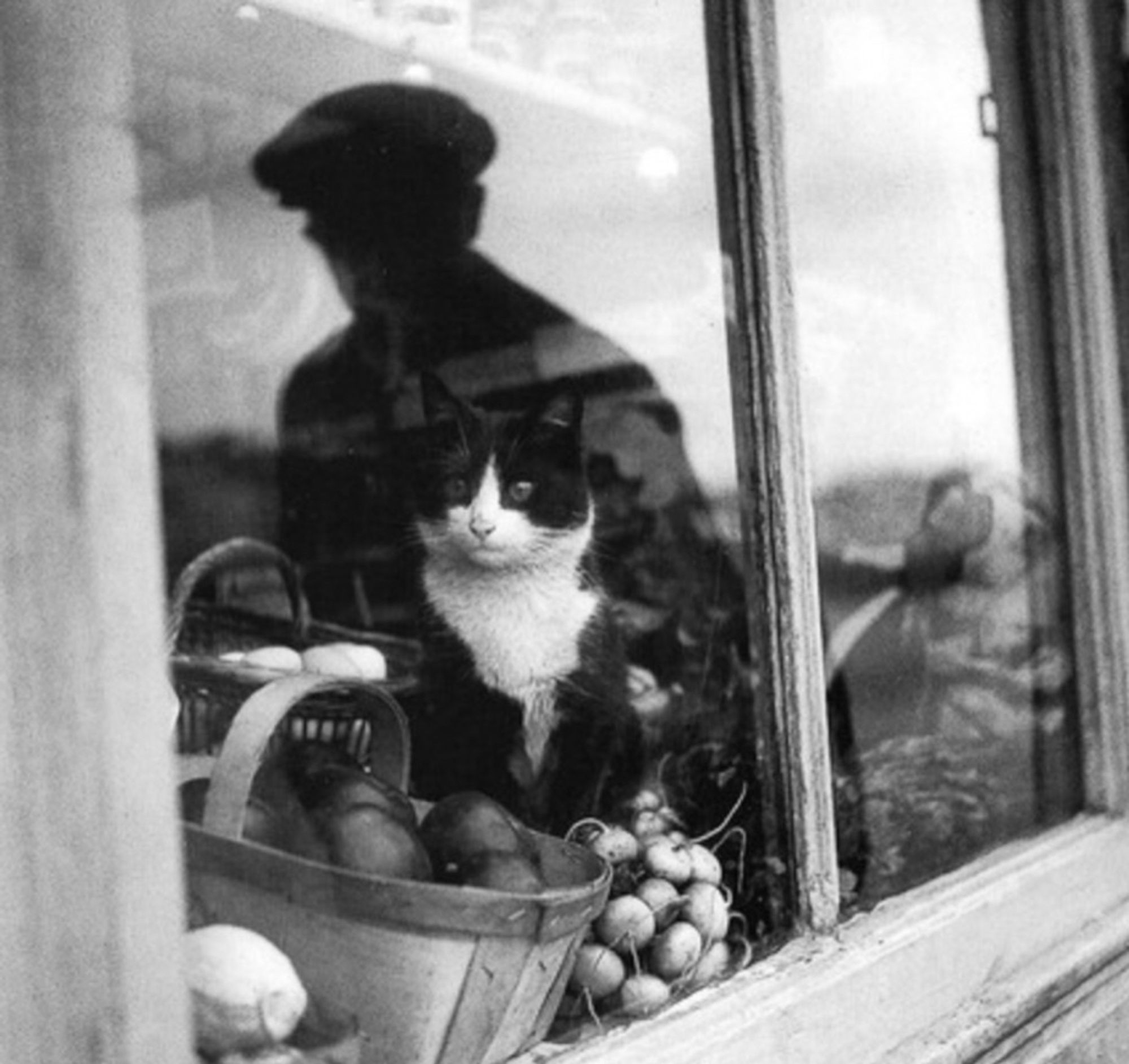 Black and white photo of a bright, pretty, shorthaired black tuxedo cat sitting in a storefront window amidst many bunches and baskets of produce. The photo is very skillfully taken because you're viewing the cat from outside the shop and the view through most of the window has limited visibility due to the bright reflections - however the cat is visible and emphasized because the shadow of a man falls in just the right place to render it more visible to the viewer. I'm finding it difficult to explain but I hope that makes sense.