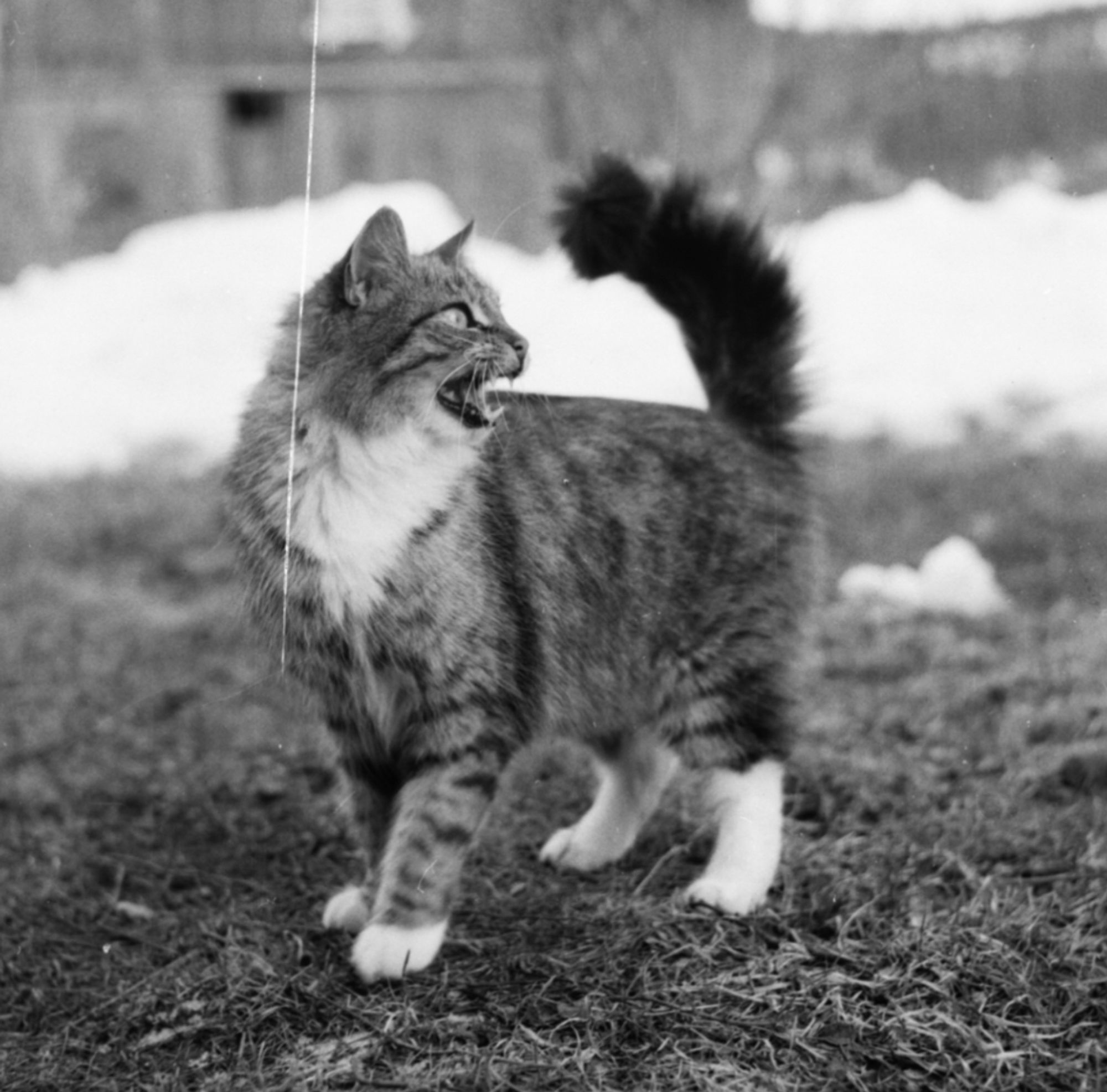 Black and white photo of a beautiful medium haired tuxedo tabby standing on grass with some snow visible in the background. The cat facing mostly left but its head is turned toward the right meowing at something.