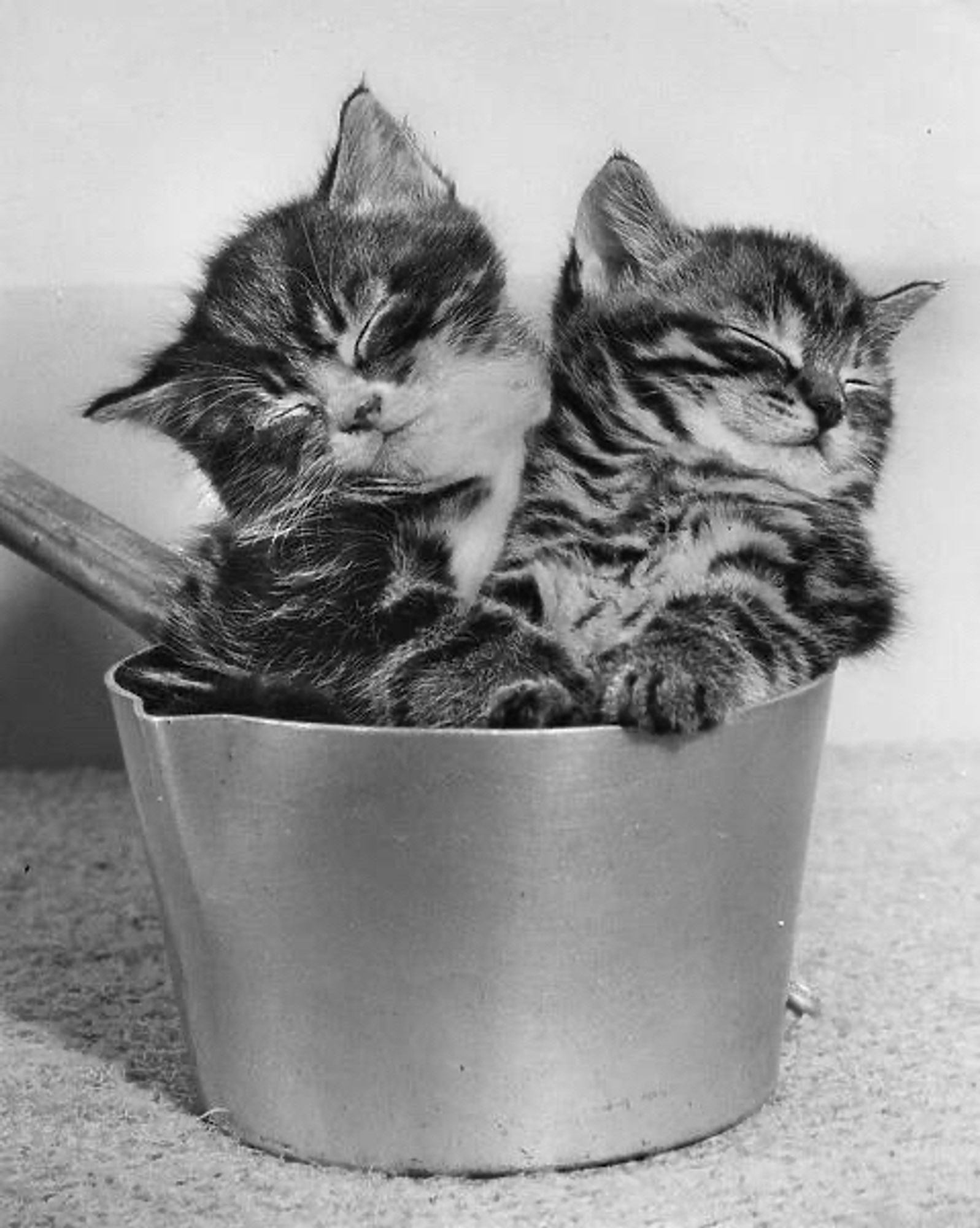 Black and white photo of two chubby shorthaired tabby kittens smooshed into a metal sauce pan together, adorably and inexplicably asleep.