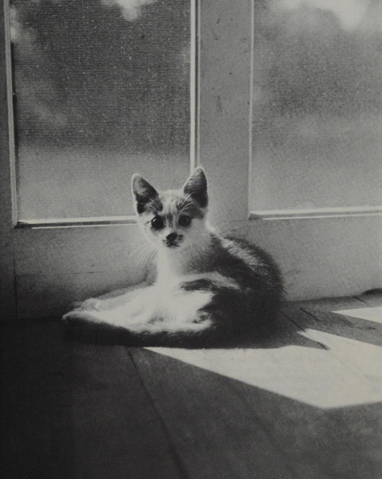 Somewhat grainy black and white photo of a bright and beautiful shorthaired white and tabby kitten, sitting in a sunbeam on a wooden floor inside of a glass paneled door. It is looking curiously at the camera.