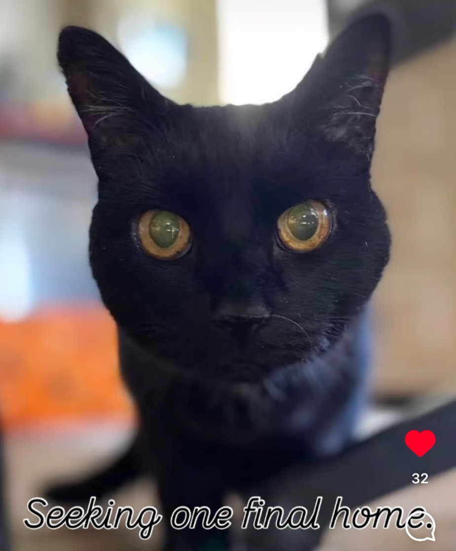 Photo of a beautiful shorthaired black cat looking soulfully at the camera. Text beneath her face reads “seeking one final home”.