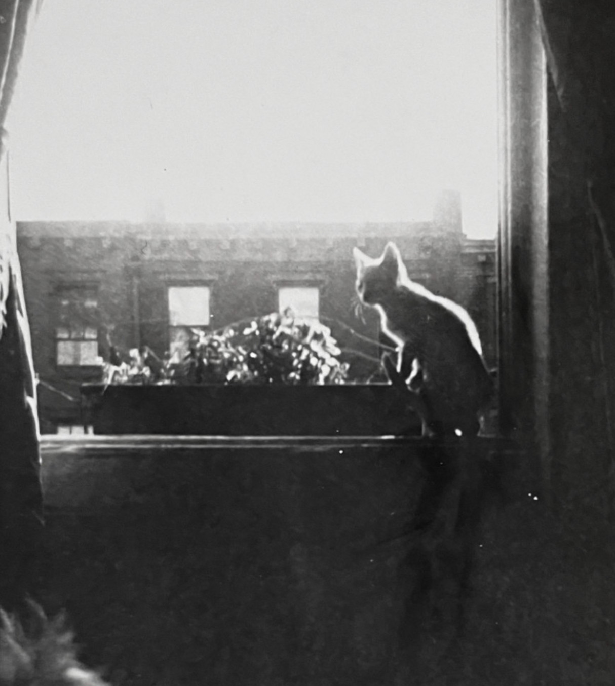 Grainy, high contrast photo of a shot kitten sitting on a window sill, inside and backlit beautifully by the sun. On the floor in the lower left a fluffy light colored little terrier sort of dog looks up at the kitten.