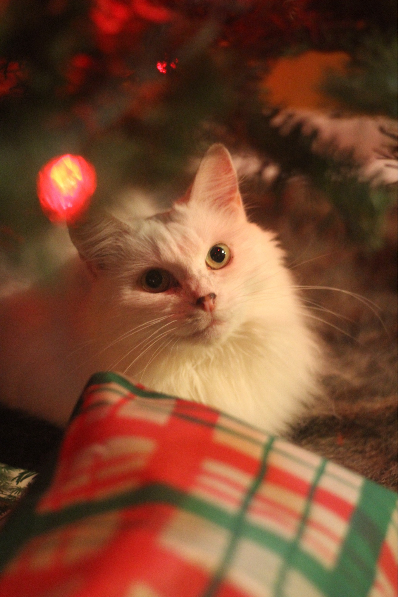 Photo of my fluffy white cat Francie looking up adorably from under a Christmas tree with red lights, next to a green and red plaid package. It’s like a photo from a calendar, she’s ridiculously perfect.