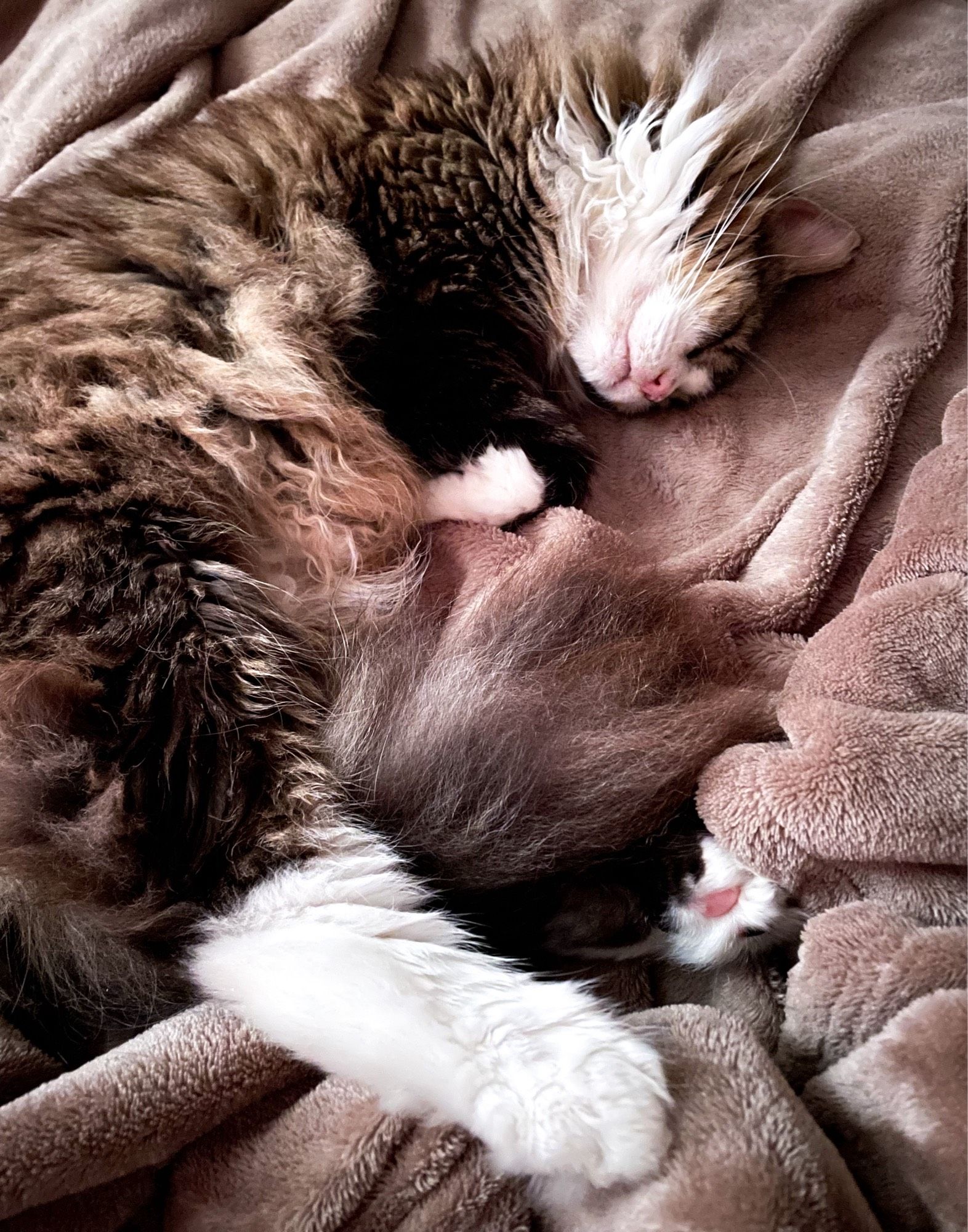 Photo of my fluffy brown tuxedo tabby Fergus sound asleep, lying on his side to expose his poofy belly fluff. He’s on a light brown velvety blanket.