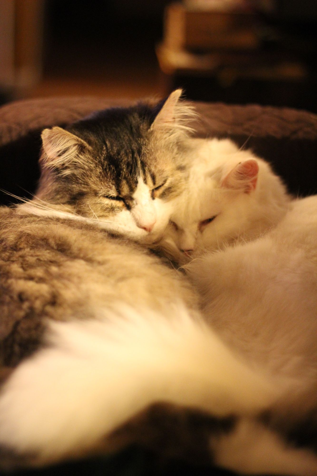 Photo of my two cats snuggled together on a brown couch. My petite fluffy white cat Francie is curled up against my large longhaired brown tuxedo tabby Fergus, both snoozing blissfully.