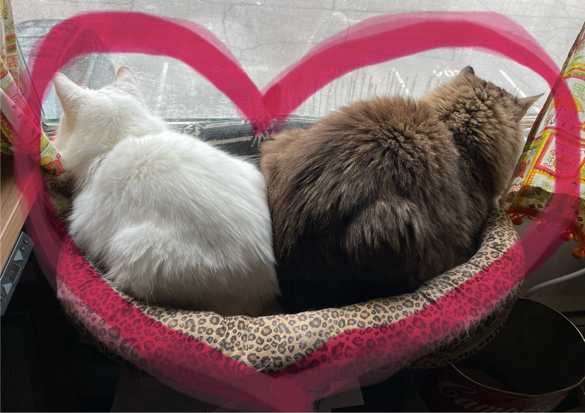 Photo of my two cats, Fergus and Francie, lying in a leopard print window bed together. Fergus is a large brown tuxedo tabby on the right and Francie is a fluffy white cat on the left. They are in loaf position facing away from each other with their butts pressed together, forming a proto-heart shape which I have accentuated with digital pink marker drawn on.