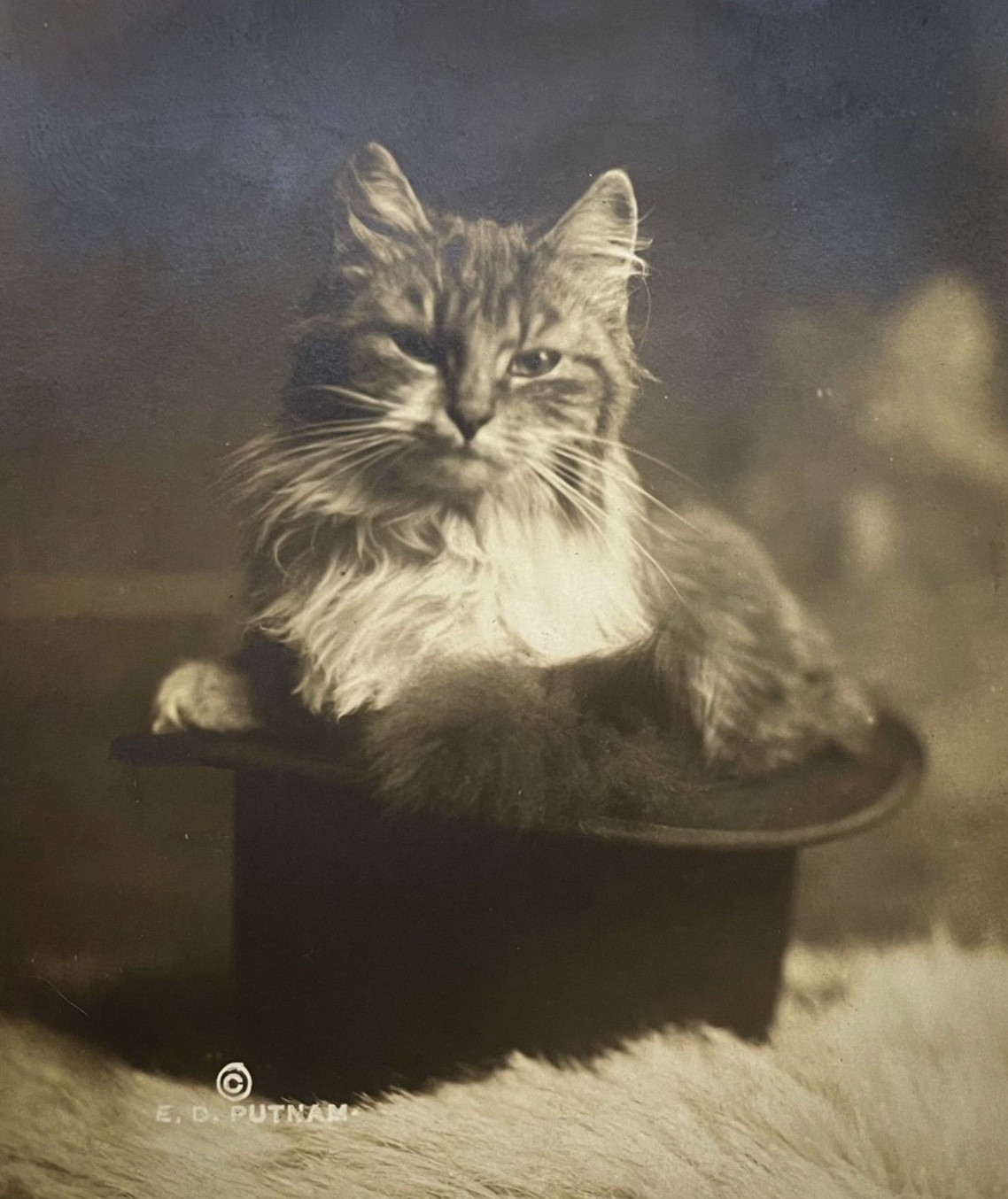 Black and white photo of a medium haired tuxedo tabby sitting curled up in a top hat which is nestled in some kind of fur pelt. The cat has a contemptuous look on its face.