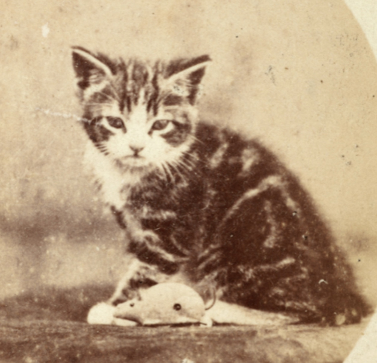 Very old, sepia toned black and white portrait of a tiny, shorthaired tuxedo tabby kitten. Although he has a fine little mouse toy sitting next to him he looks terribly grumpy and disappointed.