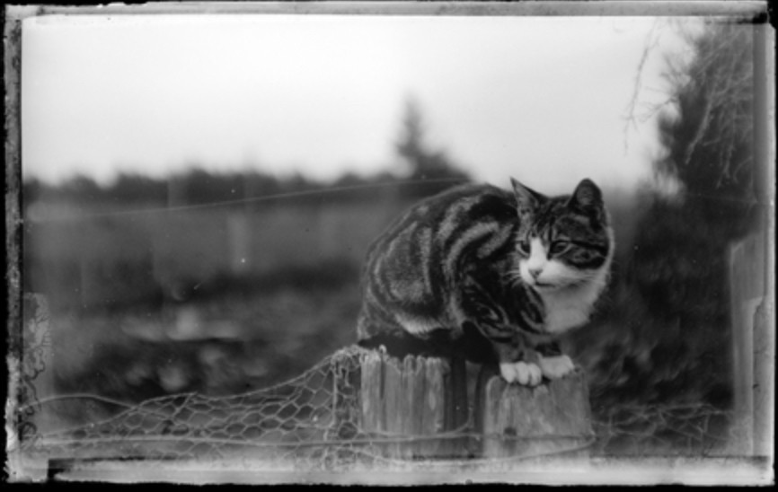 Black and white photo of a shorthaired tuxedo tabby with beautiful classic swirls in its coat. It is sitting up on a fence post looking left. The photo is enhanced by the textures of the photo process and aging around the edges.