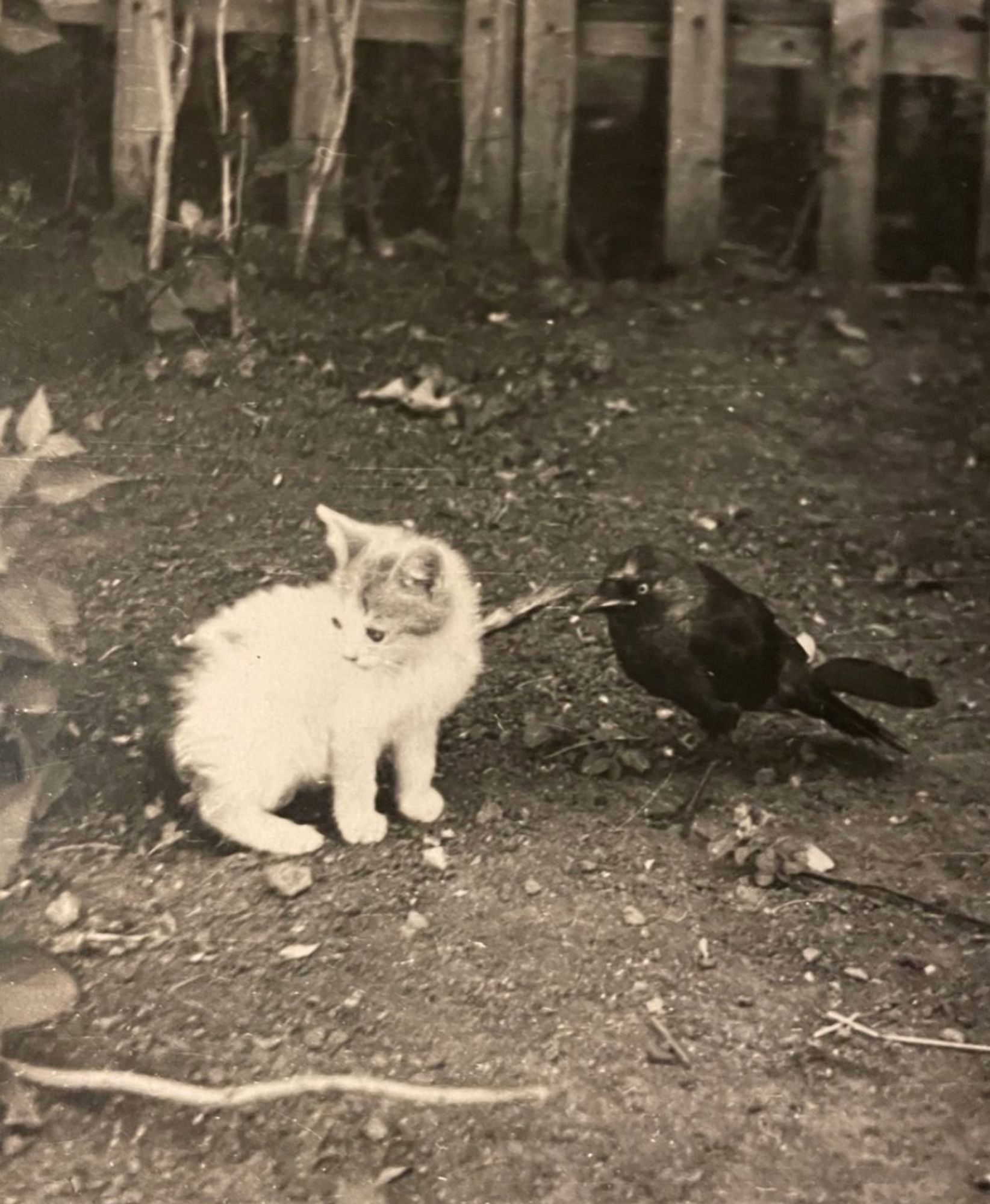 A small tabby and white kitten and black bird standing together in a dirt yard, looking to the left. They seem relaxed and at ease with each other.