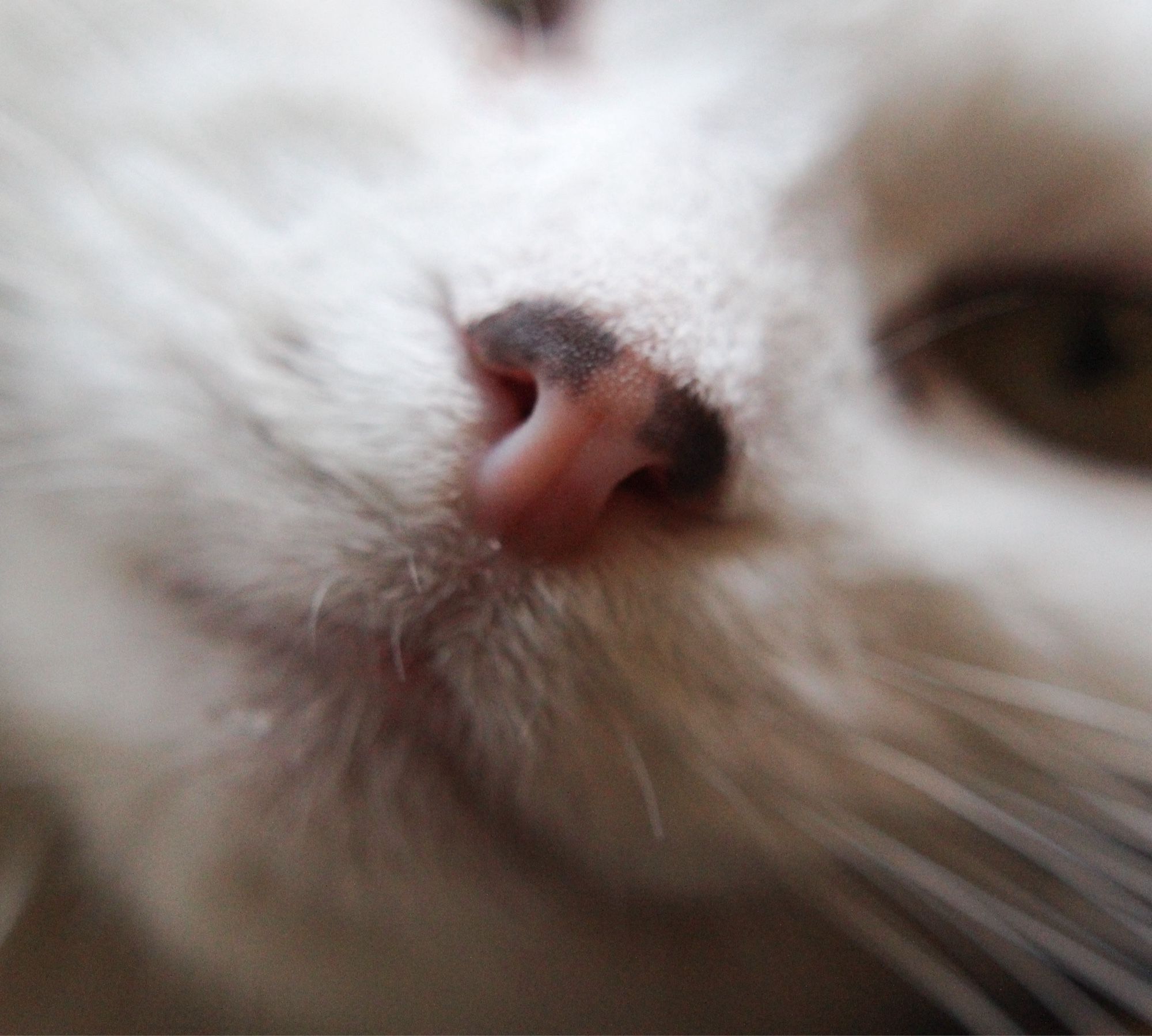 Very up close photo of my cat Francie’s nose. She is a longhaired white cat with a pink nose that has two symmetrical dark pigment spots on the top.