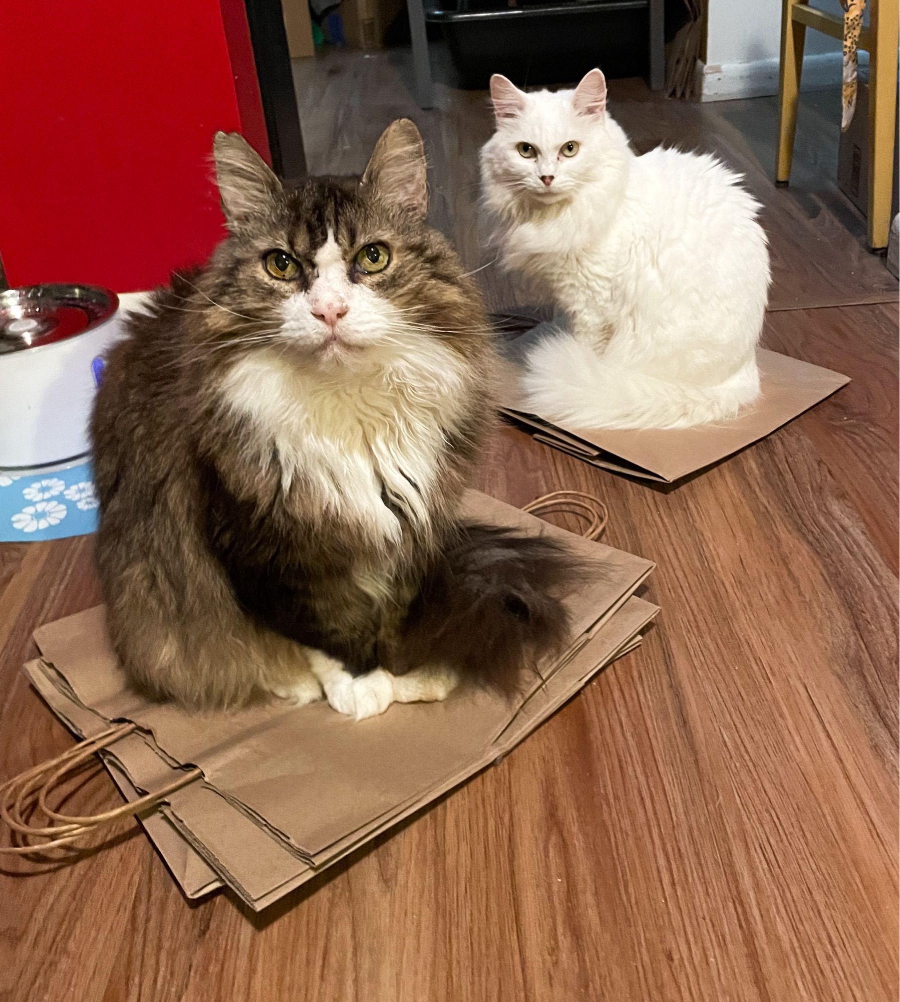 Photo of my large brown tuxedo tabby Fergus and petite white cat Francie sitting up on top of folded brown paper bags that are lying on a wooden kitchen floor.