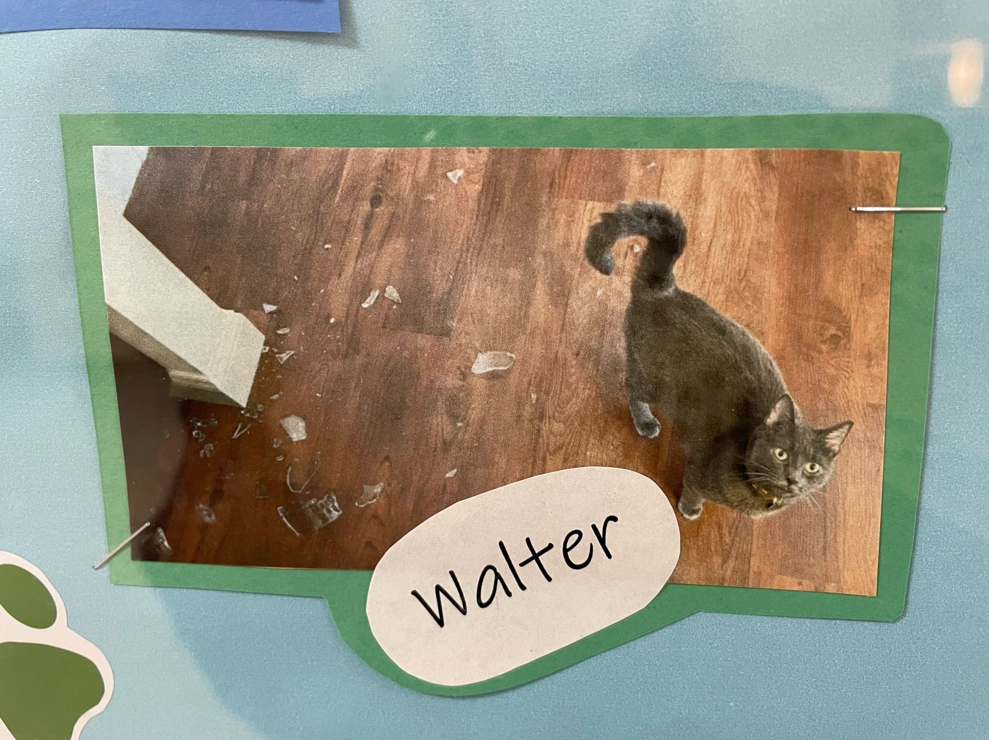 Photo of a solid grey cat named Walter, looking up innocently next to some broken glass scattered on a wood floor.