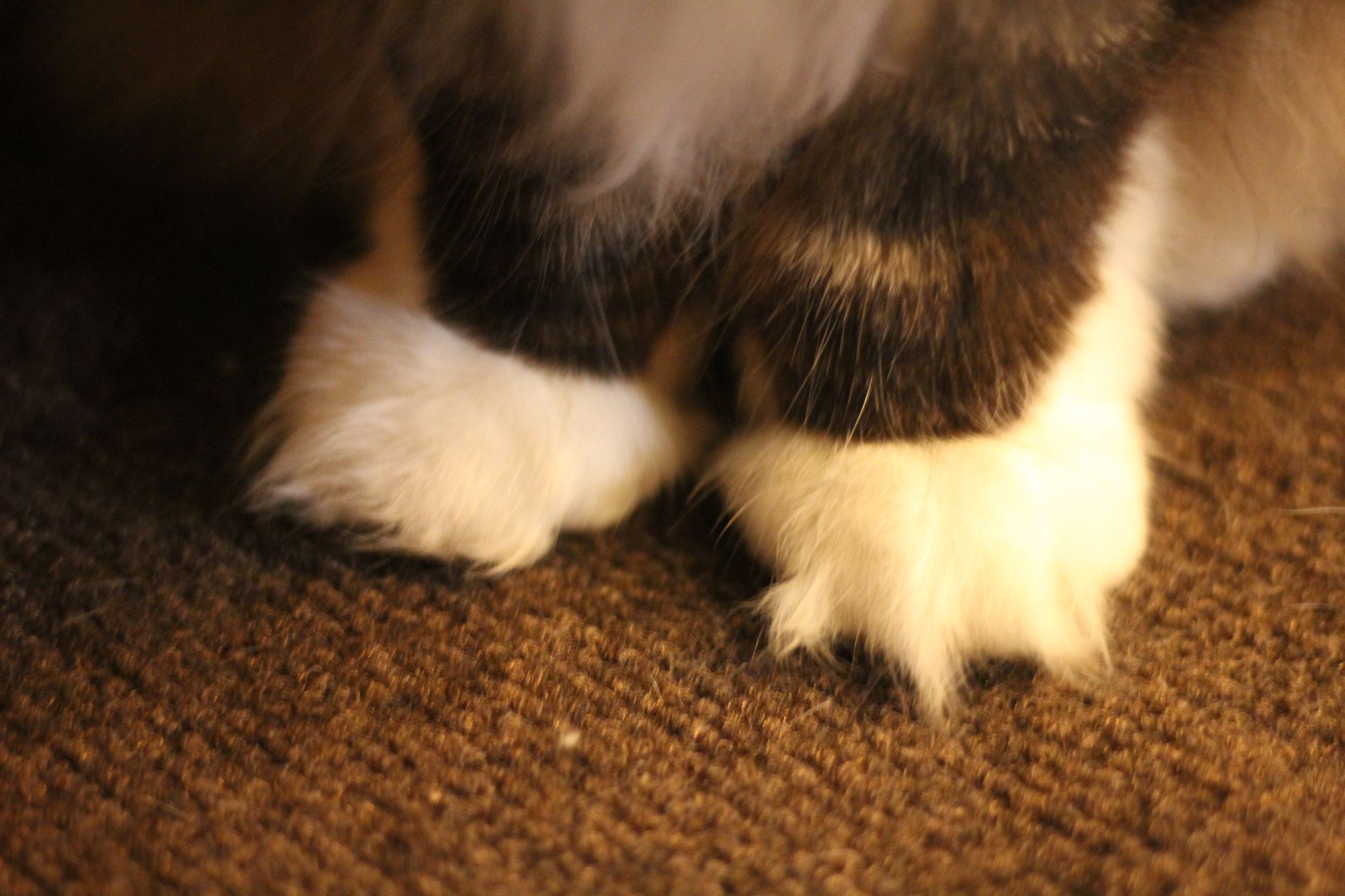 Close up photo of my fluffy brown tuxedo tabby cat Fergus' front feet. His brown tabby markings go down to the ankle and then the coat transforms into perfect little round white shoes with tiny sprouts of white peeking out from underneath. They are placed primly next to each other on a low dark brown carpet. In the top half of the photo you catch a small glimpse of the bottom of his glorious white ruff.