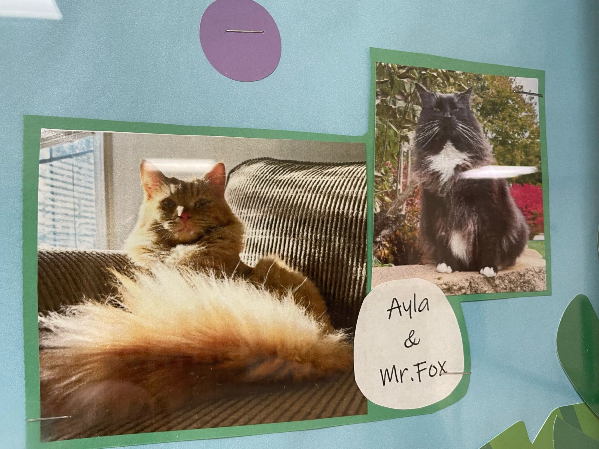 Two gorgeous longhaired cats named Ayla and Mr. Fox. One is an orange tabby and the other is a black tuxedo.