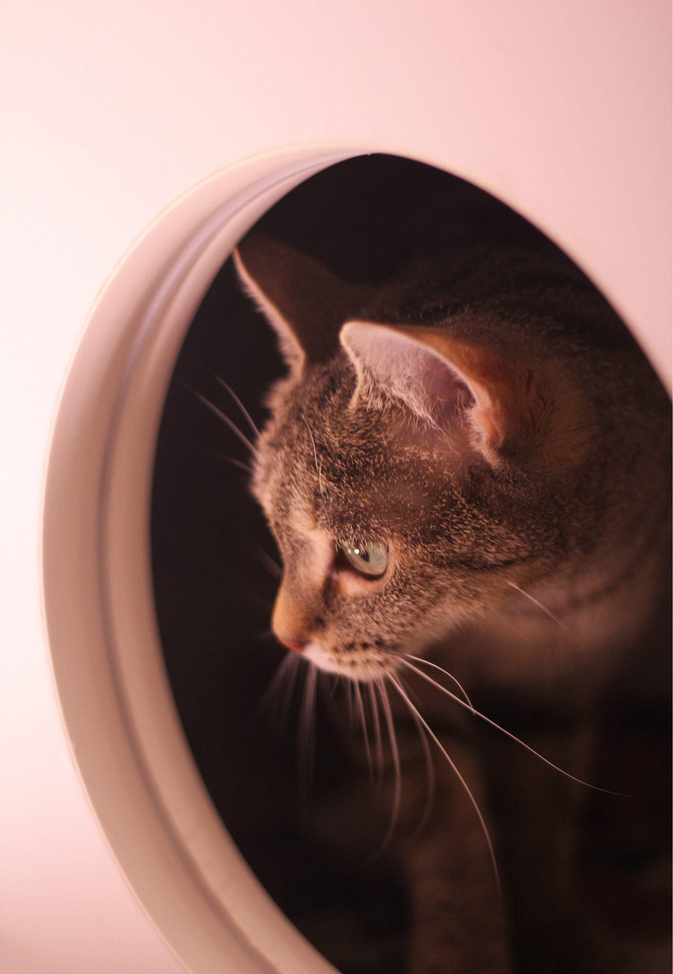 Photo of a brown ticked tabby in her white kitty condo, coming through a round portal that gives the photo a sci fi spaceship feeling. She has beautiful light green eyes.