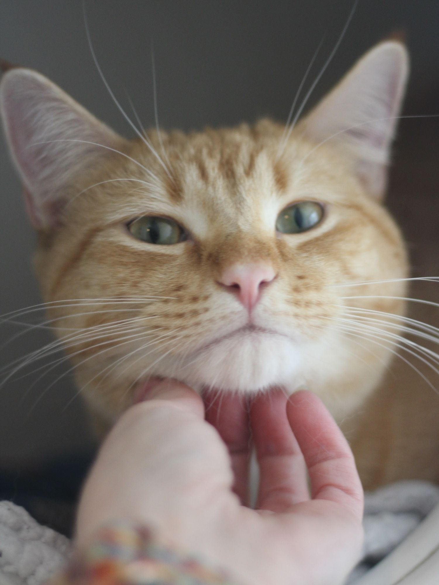 Close up photo a gorgeous shorthaired orange tabby with a perfect pale pink nose, chin tilted slightly up because he's receiving chin scritches from my white lady hand.