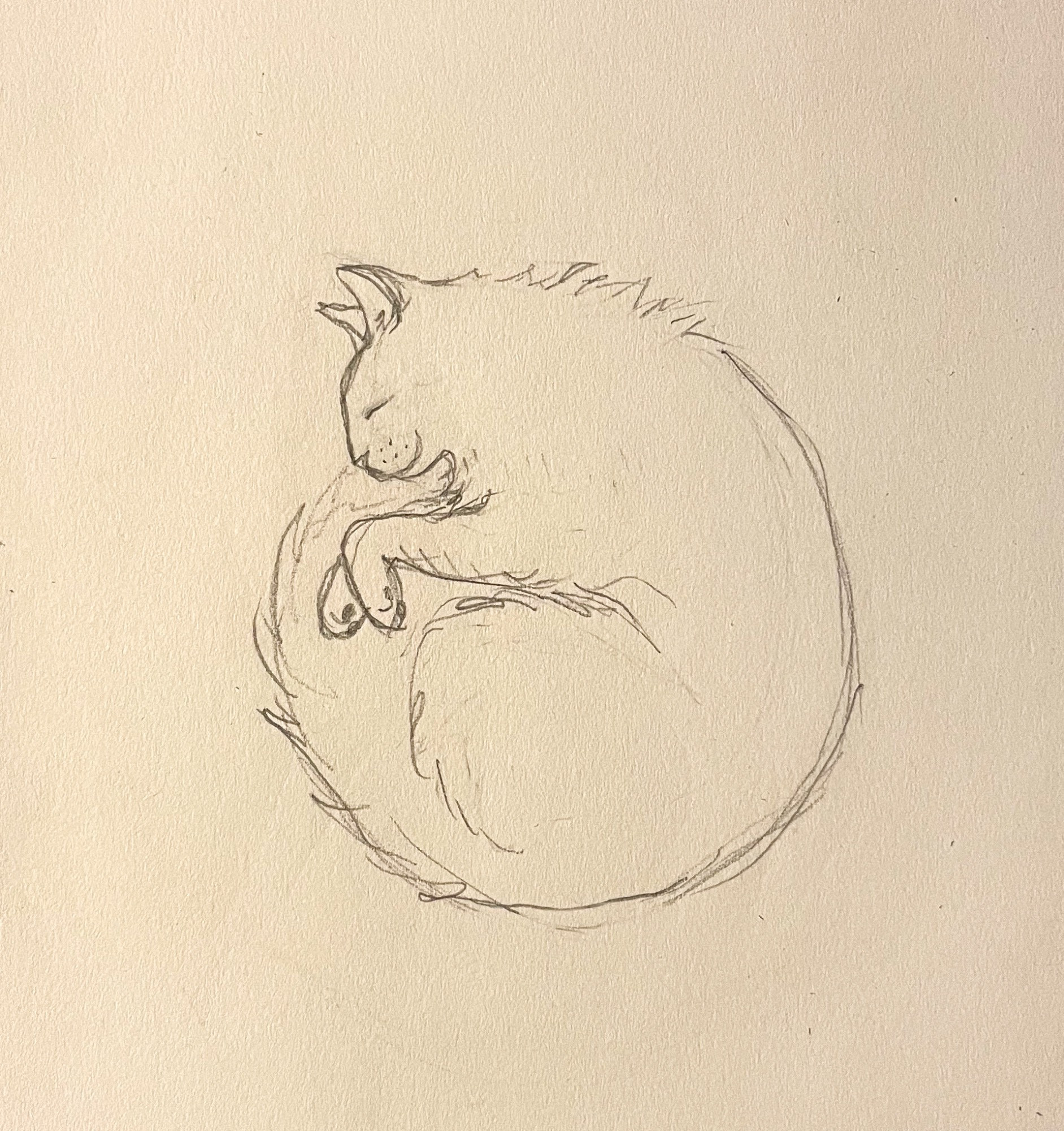 A quick pencil sketch of our white longhaired cat Francie curled up asleep on her side. You can see her face and little smile in profile.