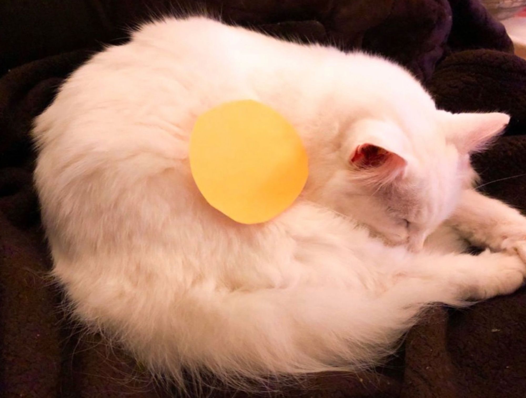 Color photo of my fluffy white cat Francie curled up asleep, forming a loose oval shape. On top of her is a circle cut out of yellow construction paper, it is the "yolk" to the "egg white" of her body.