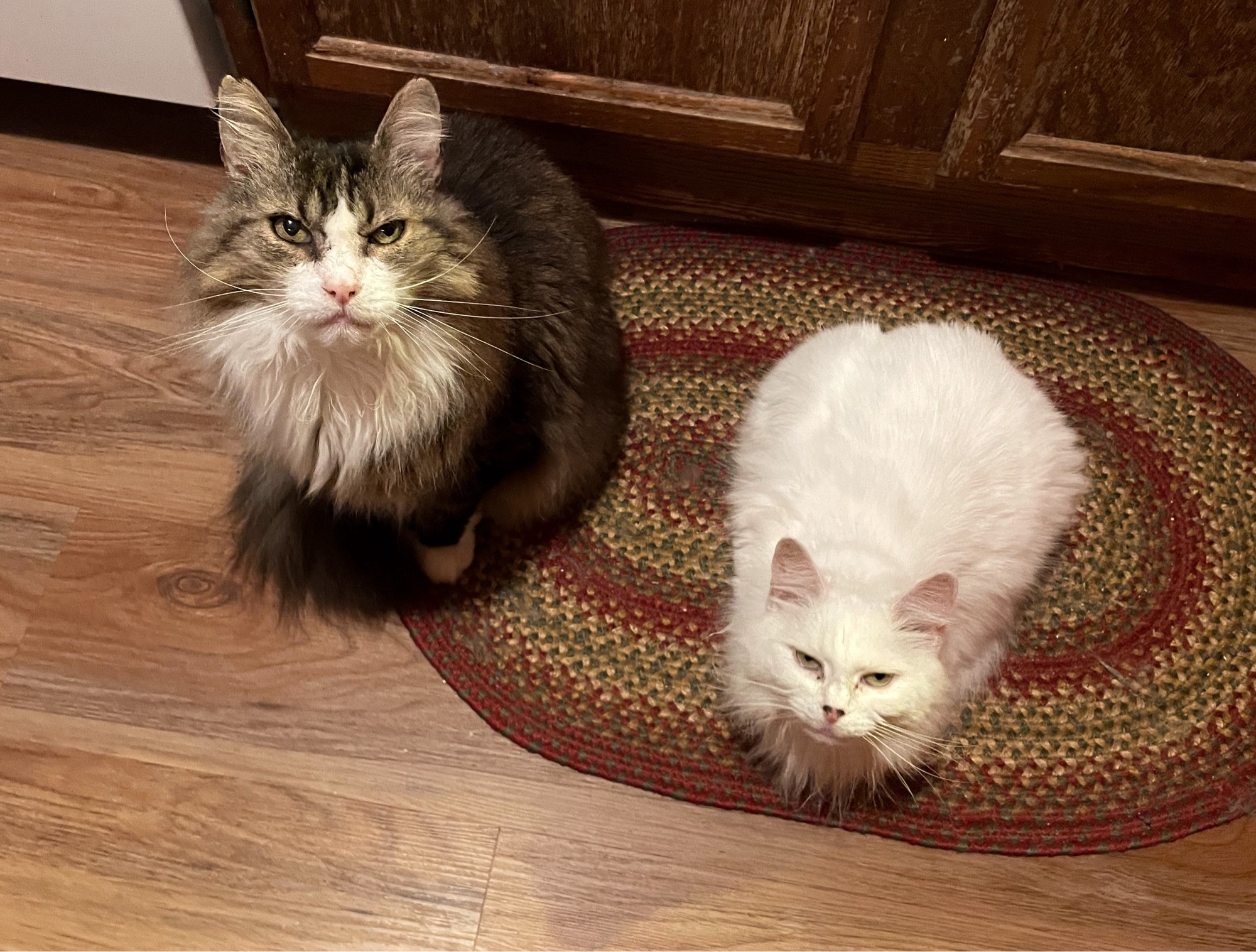 Photo of my two cats, sitting on a small braided rug in muted red and green shades that rests on a wood floor. My large brown tuxedo tabby Fergus is on the left sitting up and petite fluffy white Francie is in loaf position on the right.