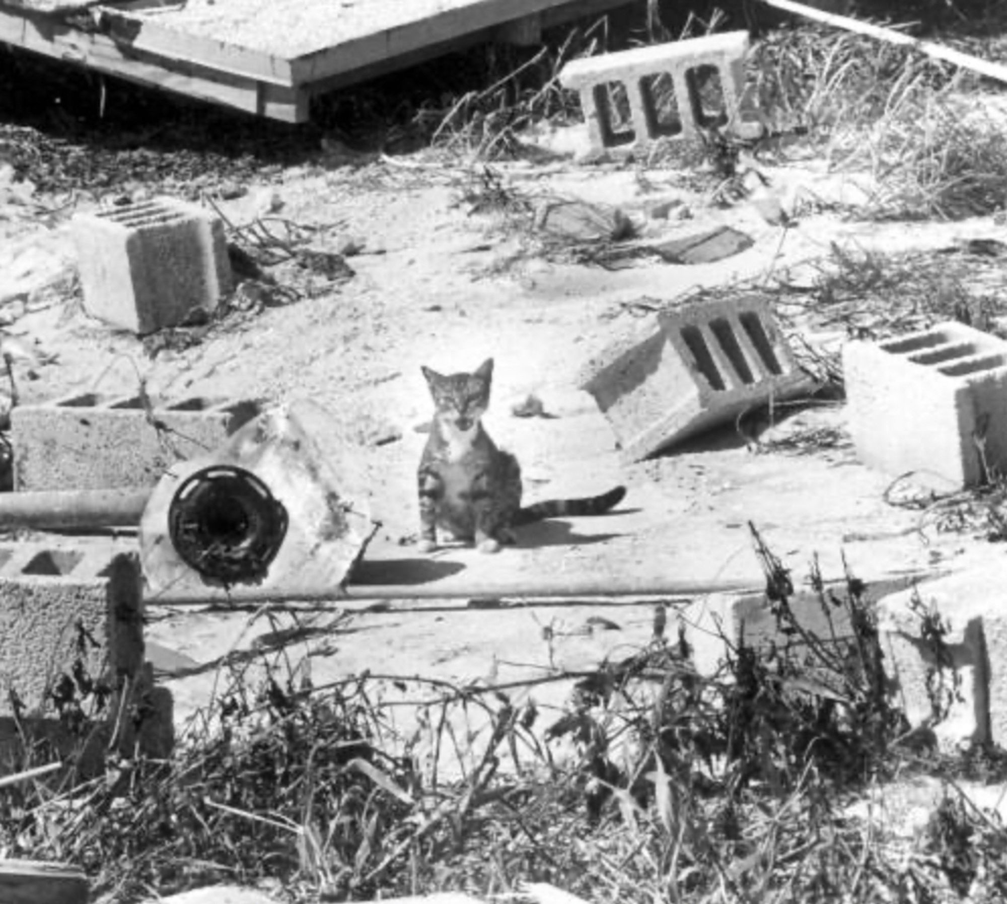 Black and white photo of a small patch of land that is strewn with cement blocks, destroyed plant matter, other debris, and a flat portion of construction that might be a collapsed roof, wall, or porch that has been thrown by the storm. In the center of this destruction sits a little tabby and white cat, meowing plaintively at the camera. He or she appears physically unharmed.