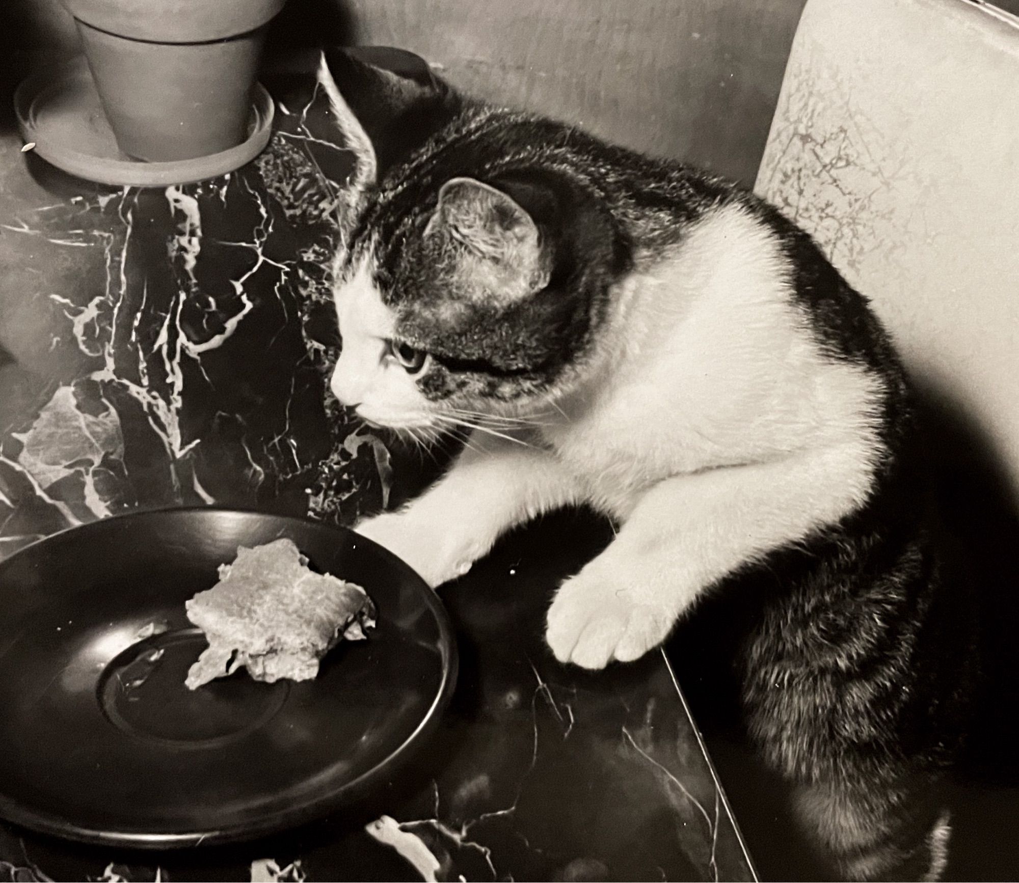 Black and white photo of a shorthaired white and tabby cat standing on a seat with its front paws on a dining table, leaning forward as if about to snatch a bit of sandwich on a plate in front of it on the table.