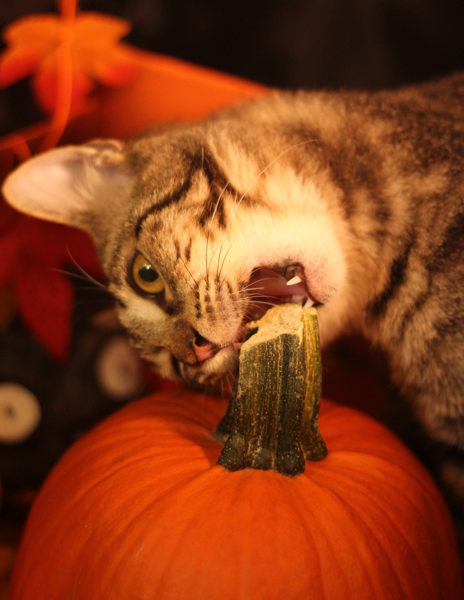 Photo of a stunning shorthaired brown tabby kitten with murder in its eyes, chomping on the stem of a small pumpkin against a black backdrop.