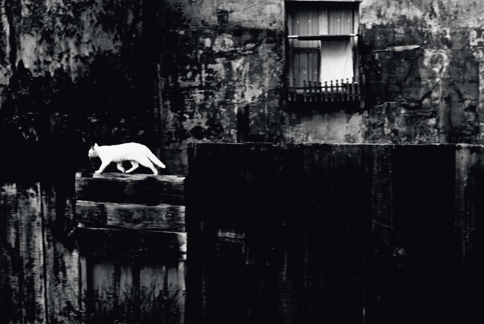 Black and white photo of a portion of a very dark grey and black urban landscape. A white cat is walking along a wall in front of a building, the contrast between its smooth white fur and the gritty, textured darkness of the surroundings is striking.