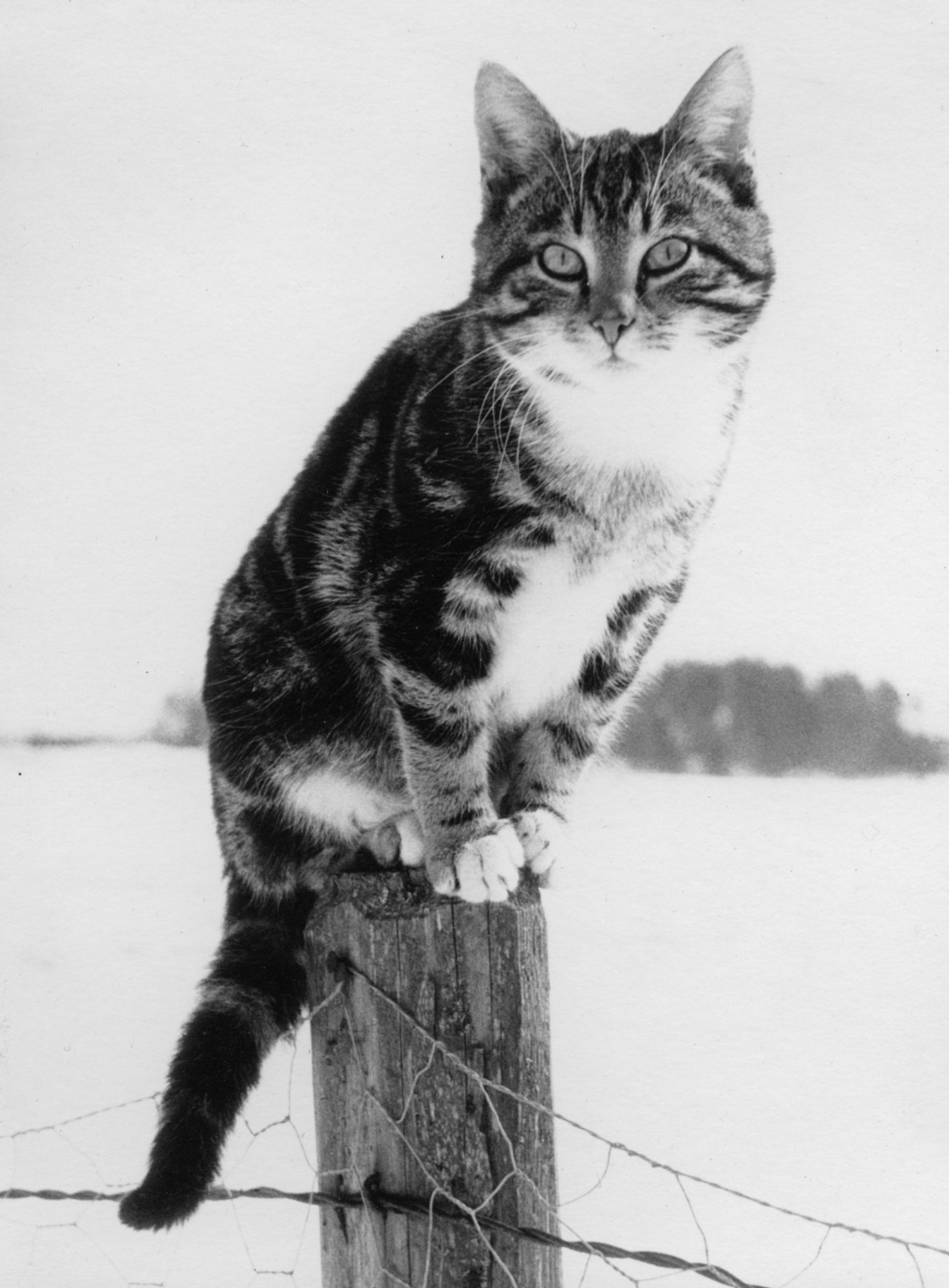 Black and white photo of a very beautiful shorthaired tuxedo tabby cat with a striking face, sitting on a wooden fencepost. Behind it stretches a snowy field with some blurry trees far in the background.