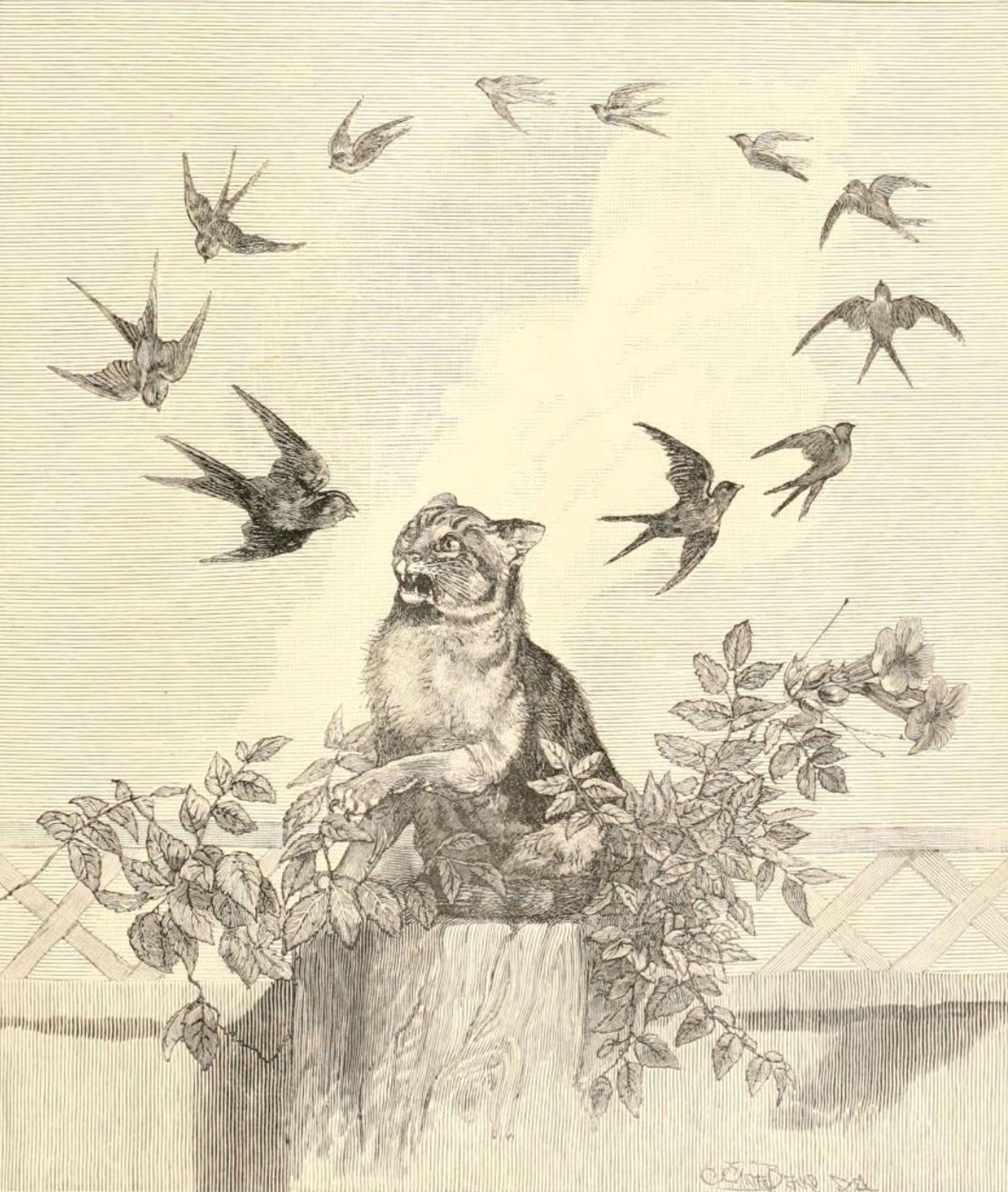 Engraving with delicate lines depicting a tabby cat sitting on top of a large wooden pole that is covered in wild foliage. The cat looks confused and distress with one paw half raised, the cause of its distress being a perfect circle of pretty little swallows that loops around his head taunting him.