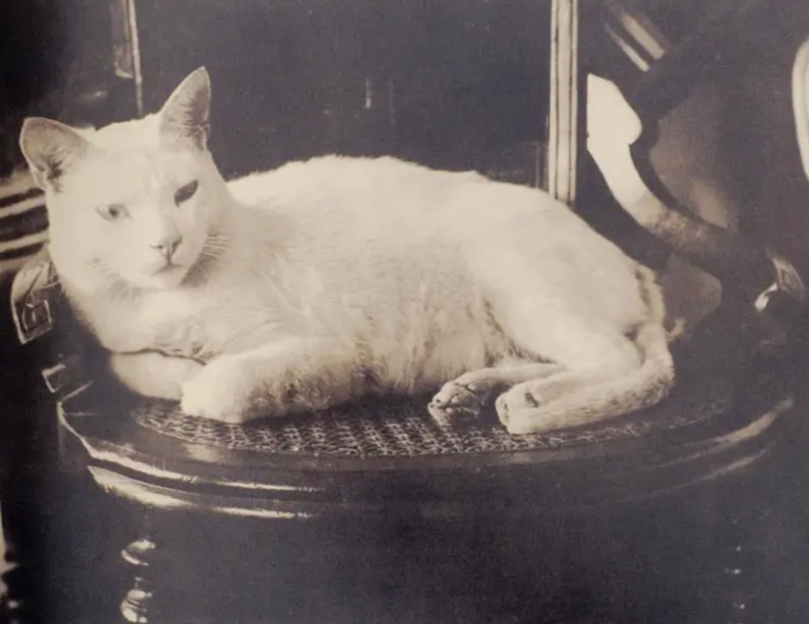 Black and white photo of a shorthaired white cat lying partially on her side on a wooden and rattan chair. The way she is reclining makes her looks quite regal but you can also see the petite toe beans on one of her rear feet.