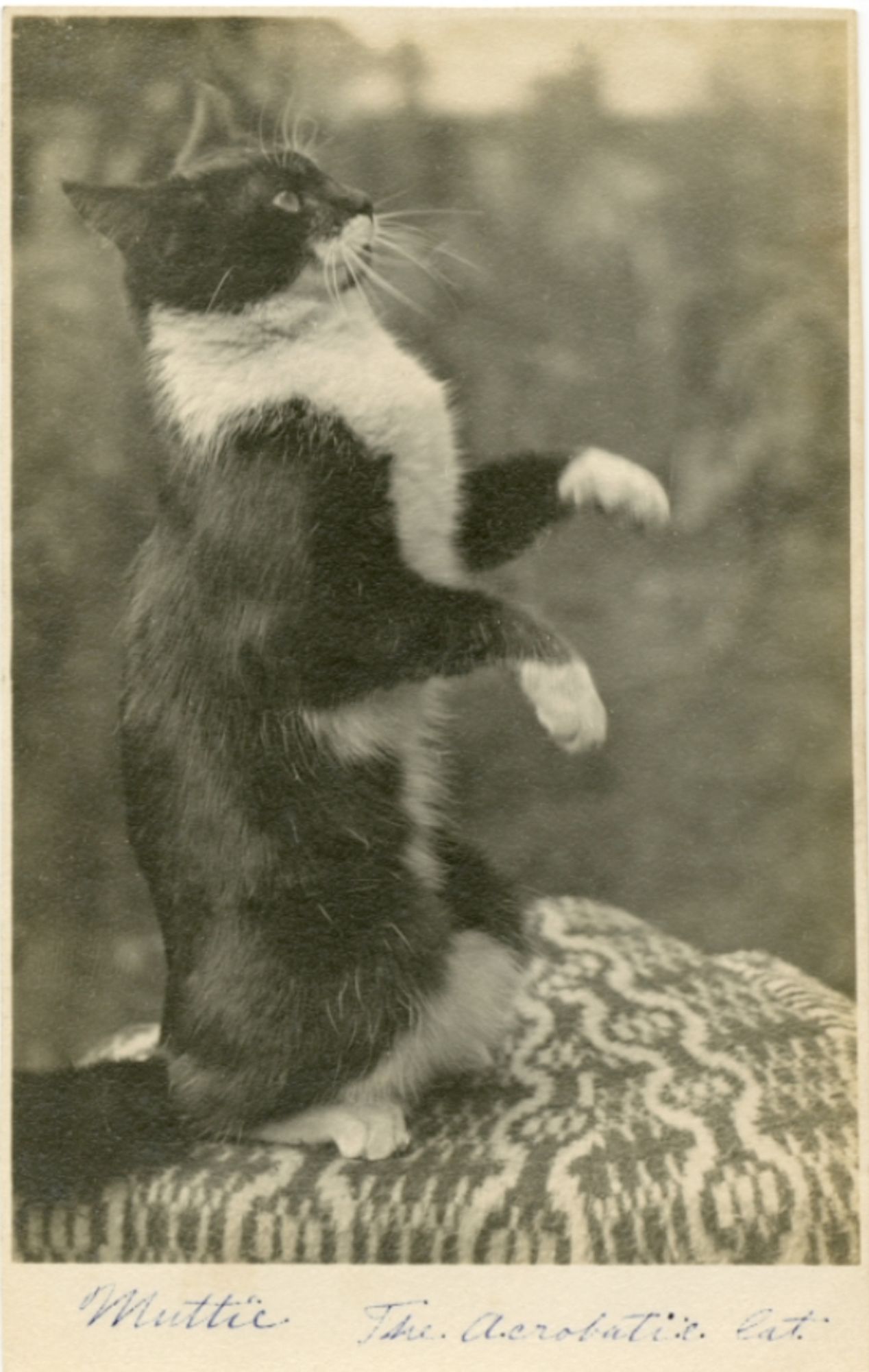 Black and white photo of a beautiful shorthaired tuxedo cat sitting up on its haunches with its forepaws waving in front of it. It seems to be on a carper covered piece of furniture or something outside. Cursive handwriting at the bottom of the photo reads "Muttie The Acrobatic Cat"