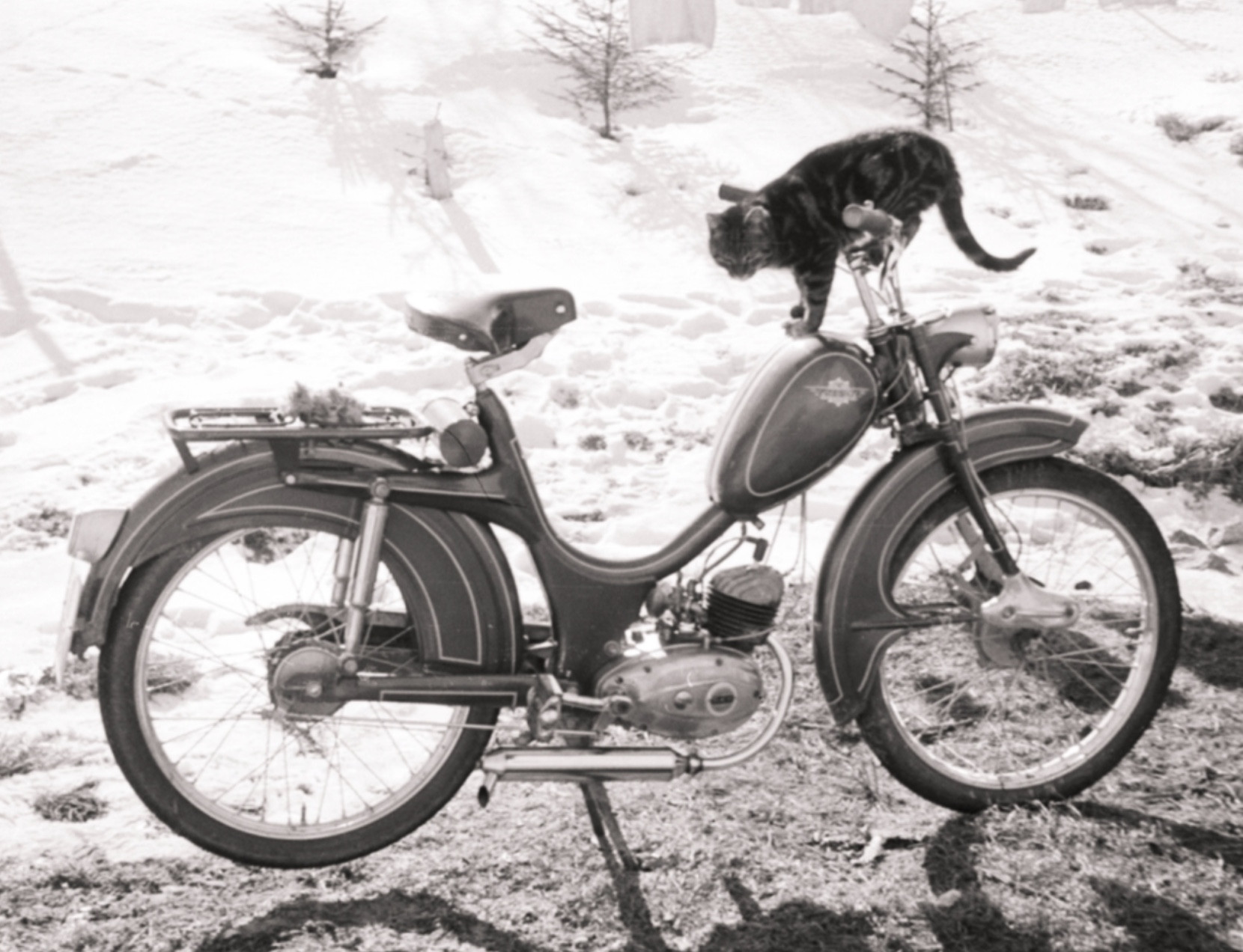 Black and white photo of a beautifully curvy moped standing on a grassy patch of lawn with snow stretching out in the background. A shorthaired classic tabby stands awkwardly with forepaws on the gas tank and back paws on the handle bars.