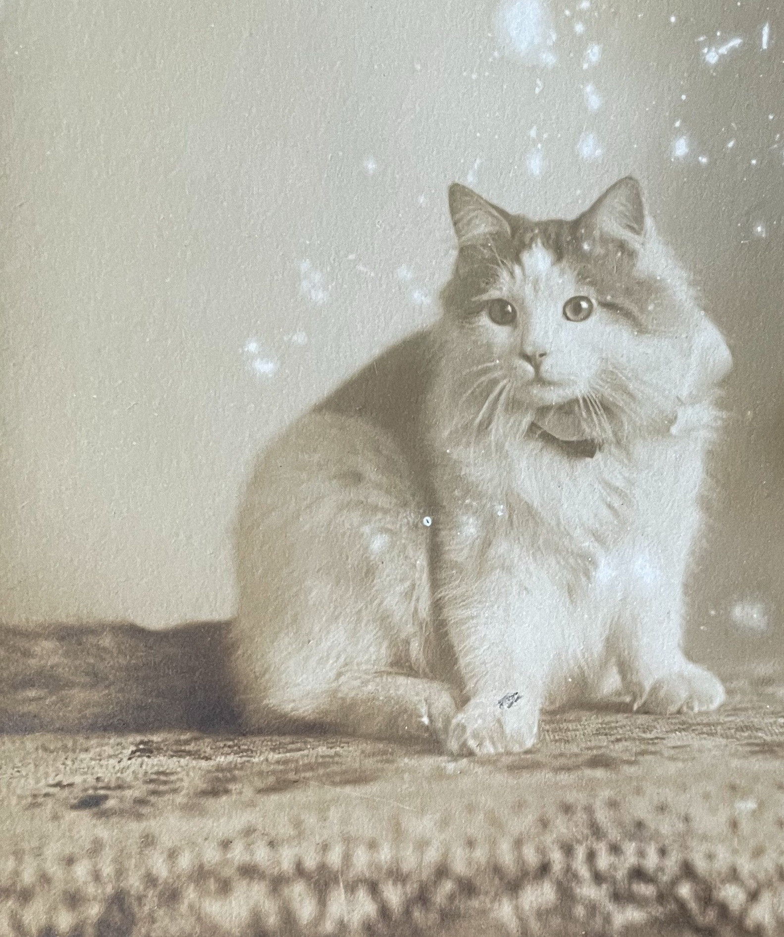 Black-and-white photo of a long haired, white and tabby cat sitting up on a carpeted surface in a photo studio. It looks brightly off to the left of the viewer.