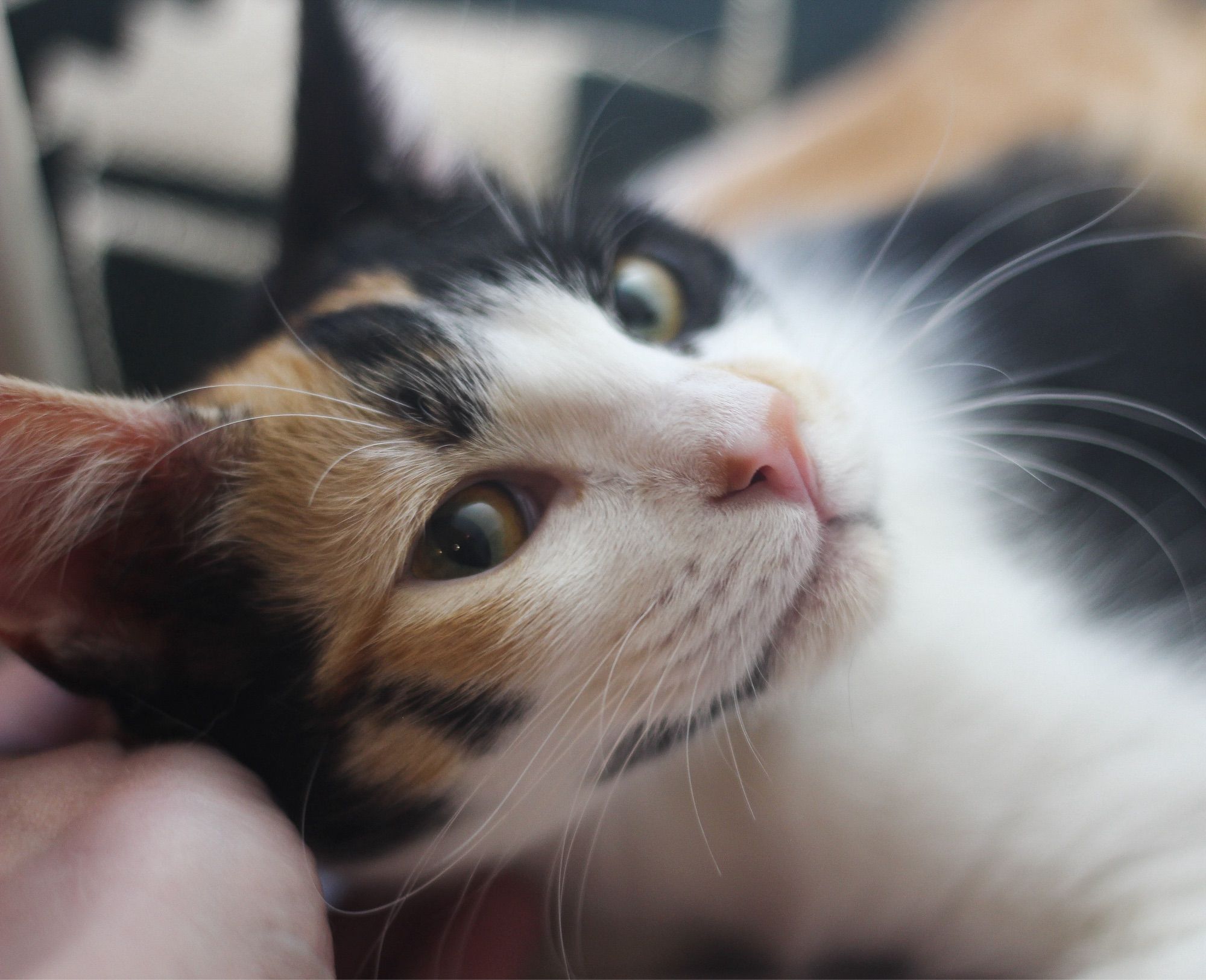 Closeup photo of a shorthaired calico kitten, lying down and leaning her head into my hand for ear scritches.