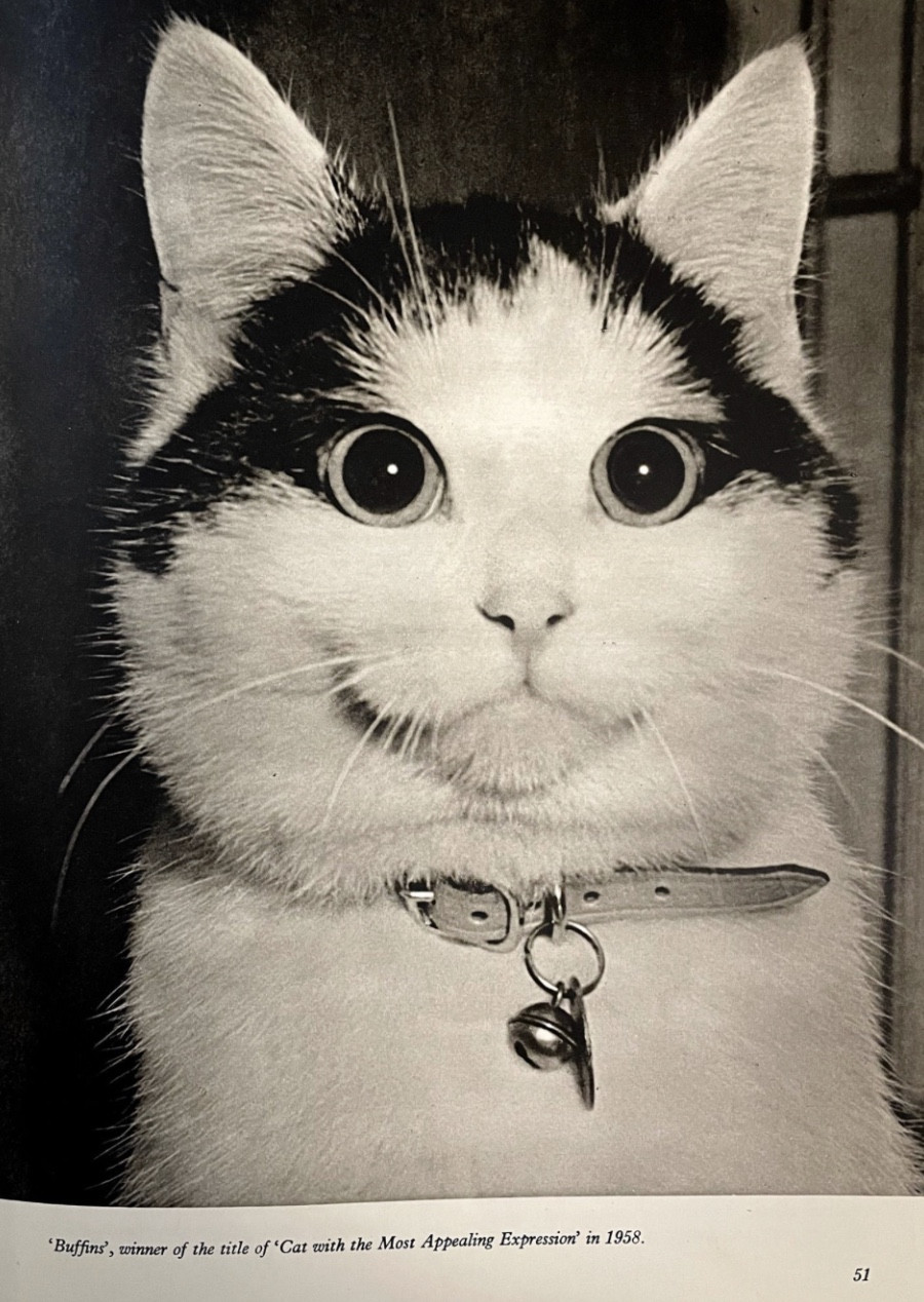 Black and white photo of a very cute shorthaired white cat with symmetrical black markings on the sides of its head, looking with a wide eyed expression at the viewer. Text below the photo reads “Buffins, winner of the title of Cat with the Most Appealing Expression in 1958.