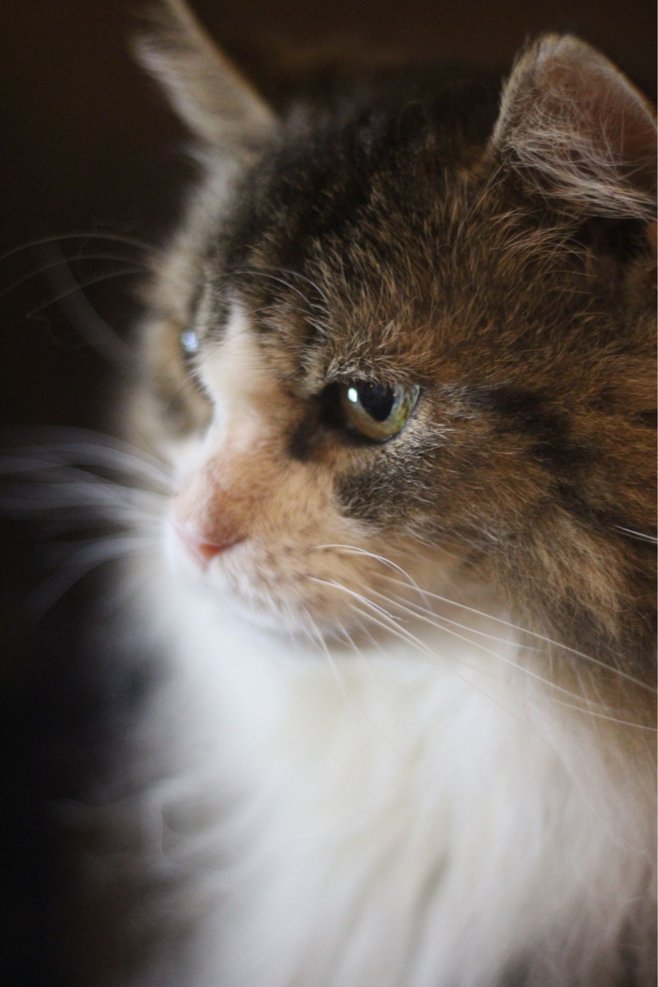 Close up portrait of my very handsome longhaired tuxedo tabby Fergus. Although he is the happiest and most gentle of teddy bear men he looks a bit stern in this pic.