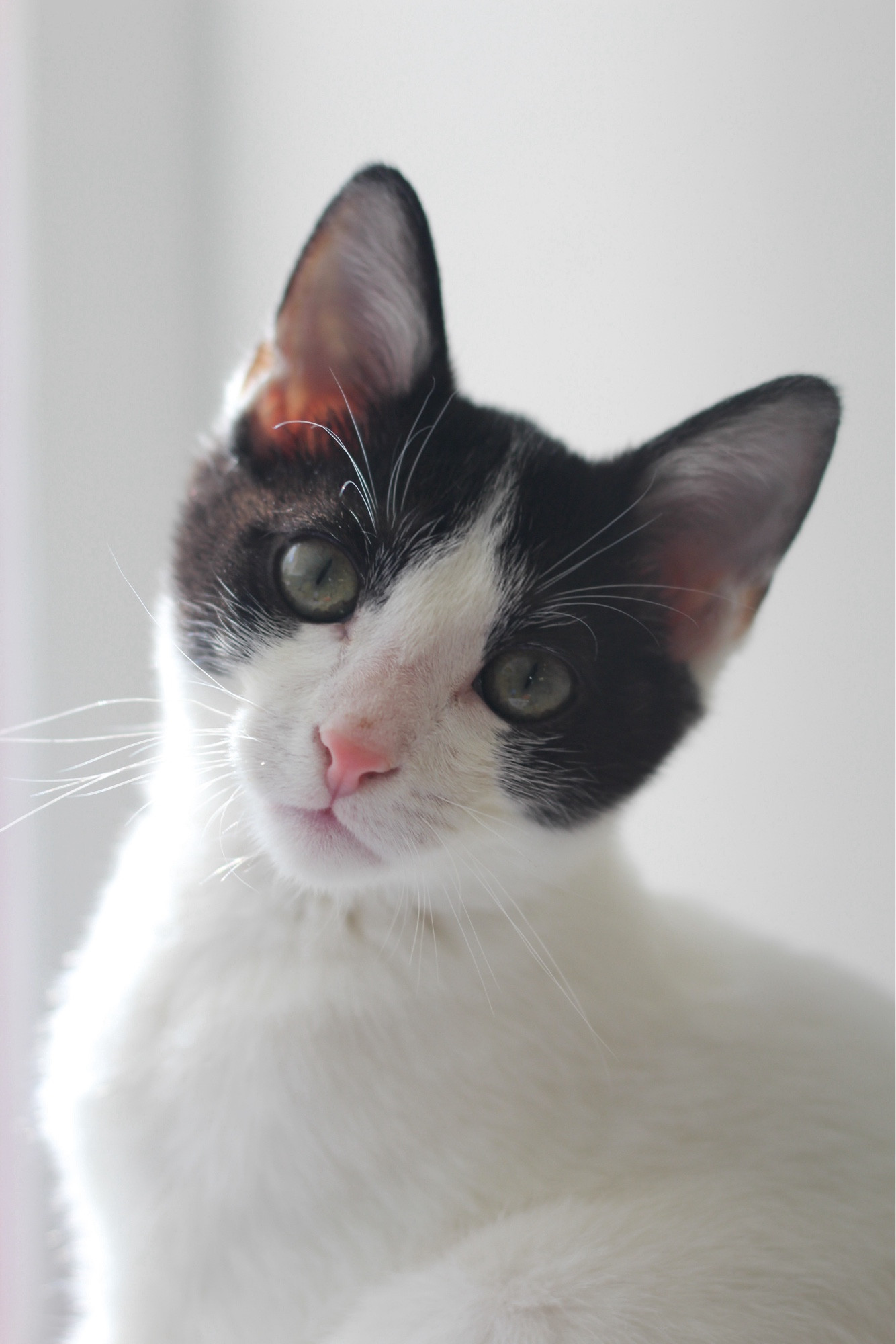 Photo of a shorthaired kitten with a black mask and ears and cute pink nose, looking angelic and radiant in cool white afternoon sunlight.