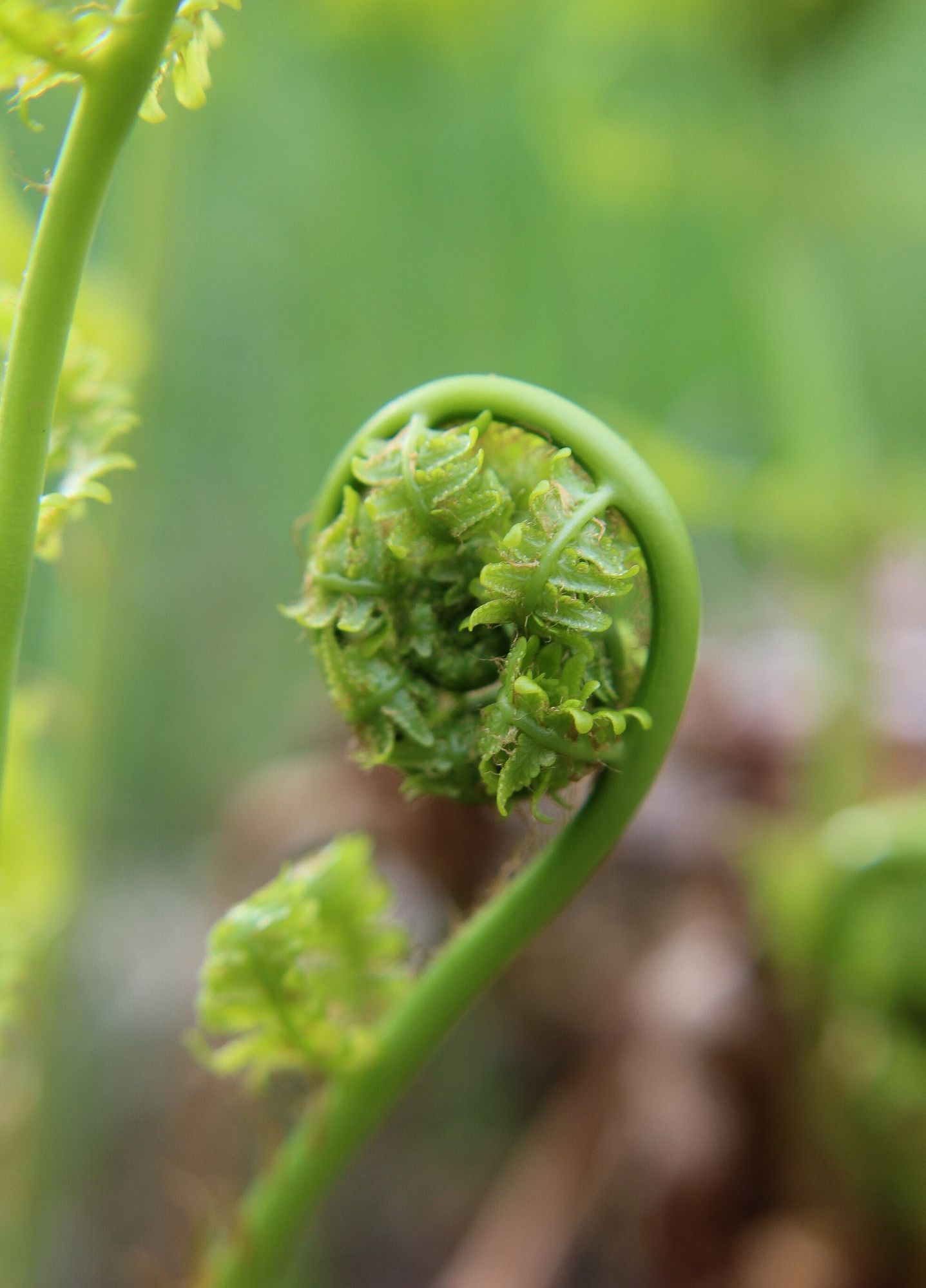 Close up photo of a fiddlehead, a fern when it is a baby as it unfurls, forming a shape that is reminiscent of the head of a violin, cello, or fiddle.