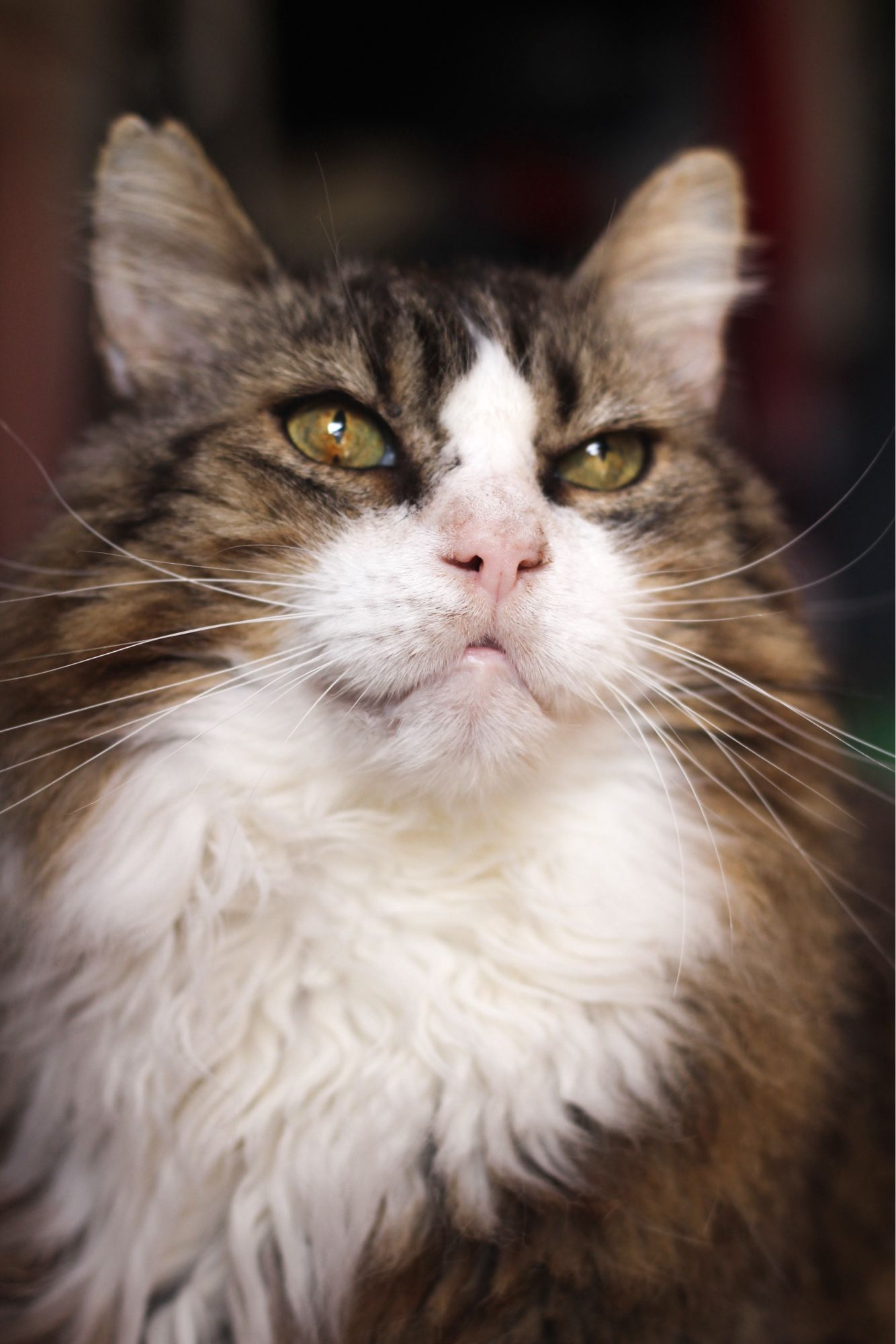 Photo of my fluffy brown tuxedo tabby Fergus, looking handsome in the warm evening sun.