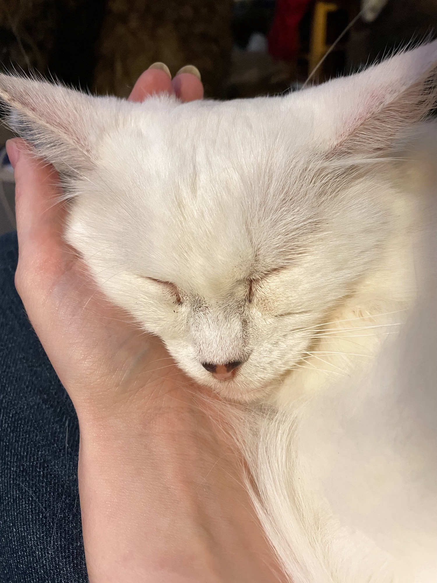 Closeup of my fluffy white cat Francie who has her sleeping face nestled into my upturned palm.